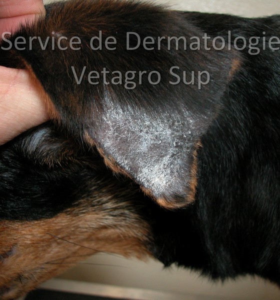 Lésions de l'extrémité du pavillon auriculaire chez un Beauceron atteint de Dermatomyosite