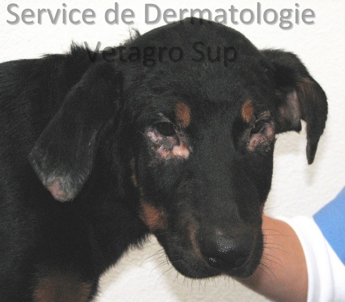 Lésions cutanées périoculaires et de l'extrémitié du pavillon auriculaire chez un Beauceron atteint de Dermatomyosite