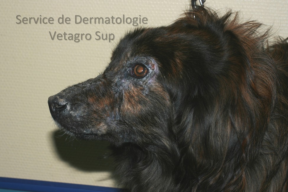 Lésions cutanées périoculaires et du chanfrein chez un chien atteint de Dermatomyosite