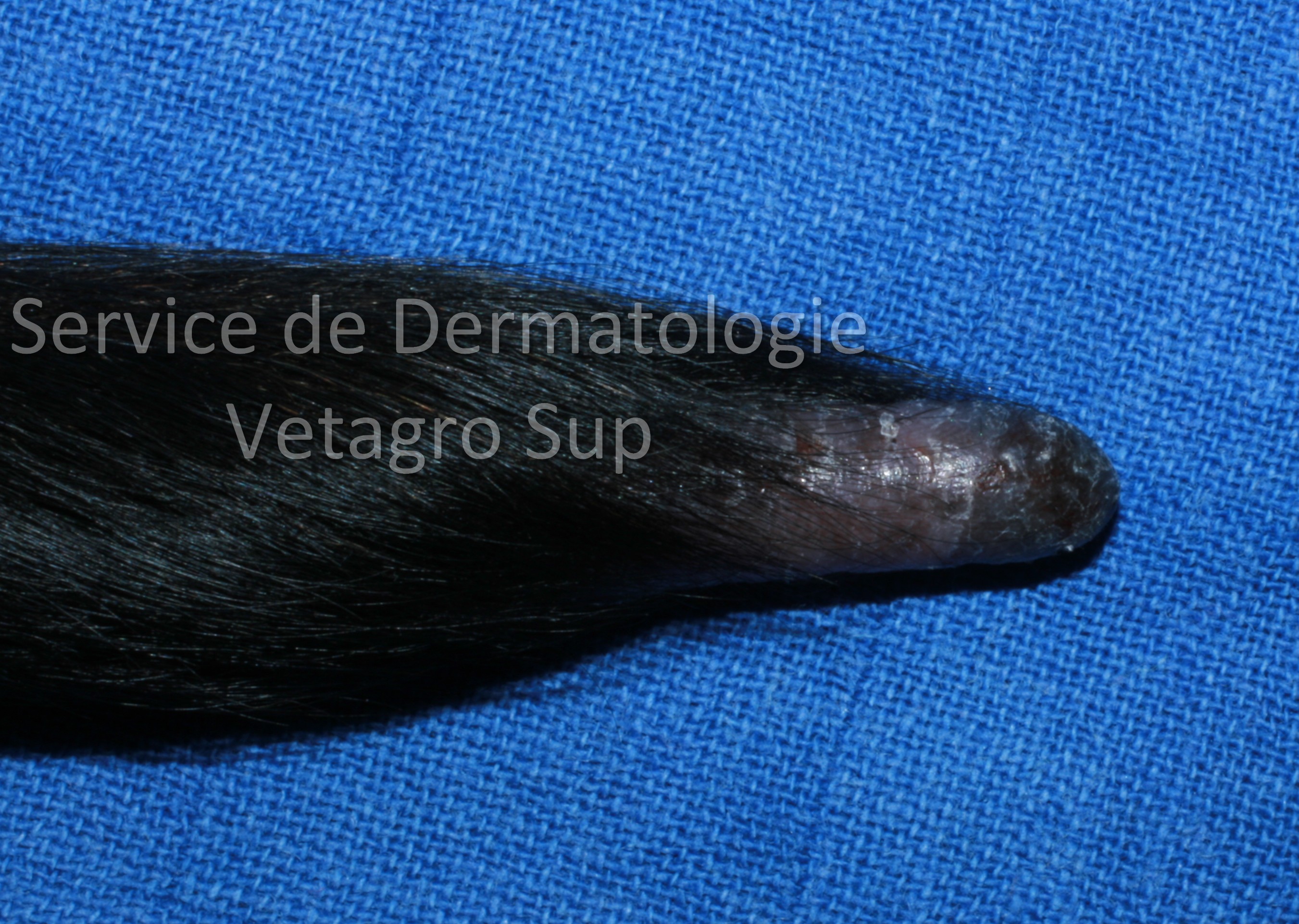 Lésions cutanées au niveau de l'extrémité distale de la queue chez un chien atteint de Dermatomyosite