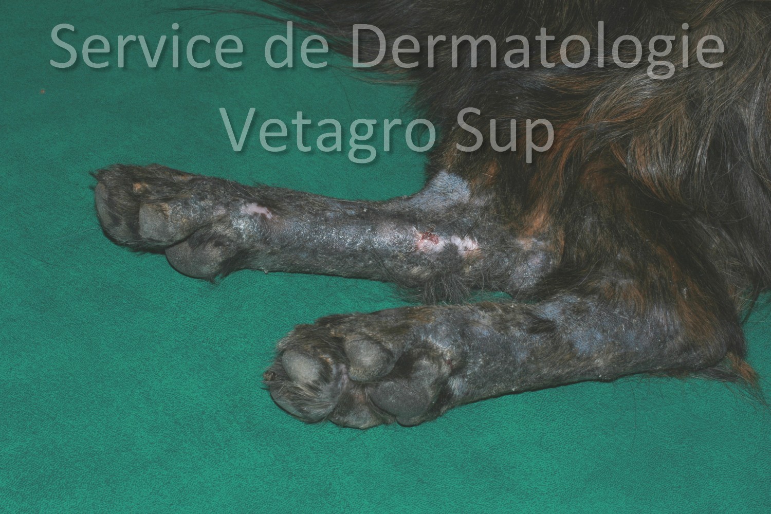 Lésions cutanées au niveau des extrémités osseuses des membres postérieurs chez un chien atteint de Dermatomyosite