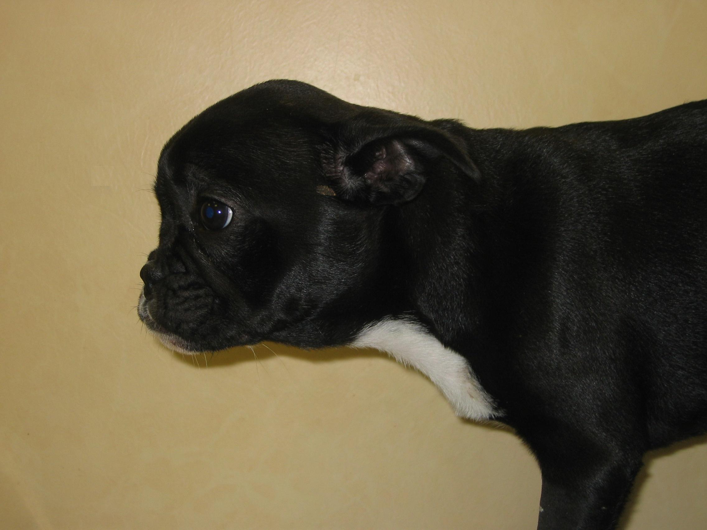 Chiot Bouledogue avec un crâne bombé suite due à l'hydrocéphalie (de profil)