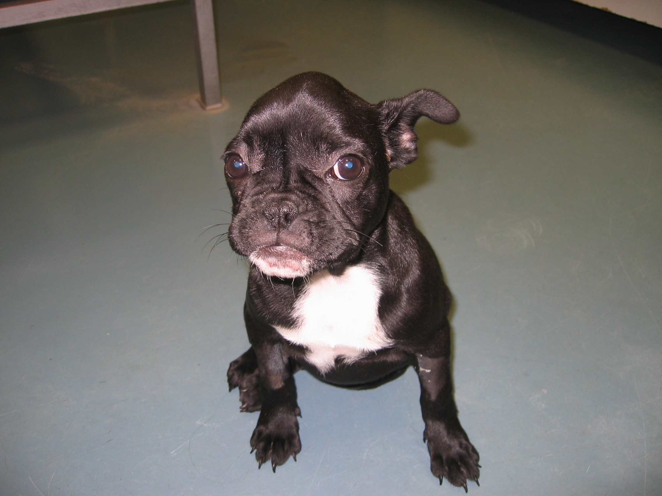 Chiot Bouledogue avec un crâne bombé suite due à l'hydrocéphalie (de face)
