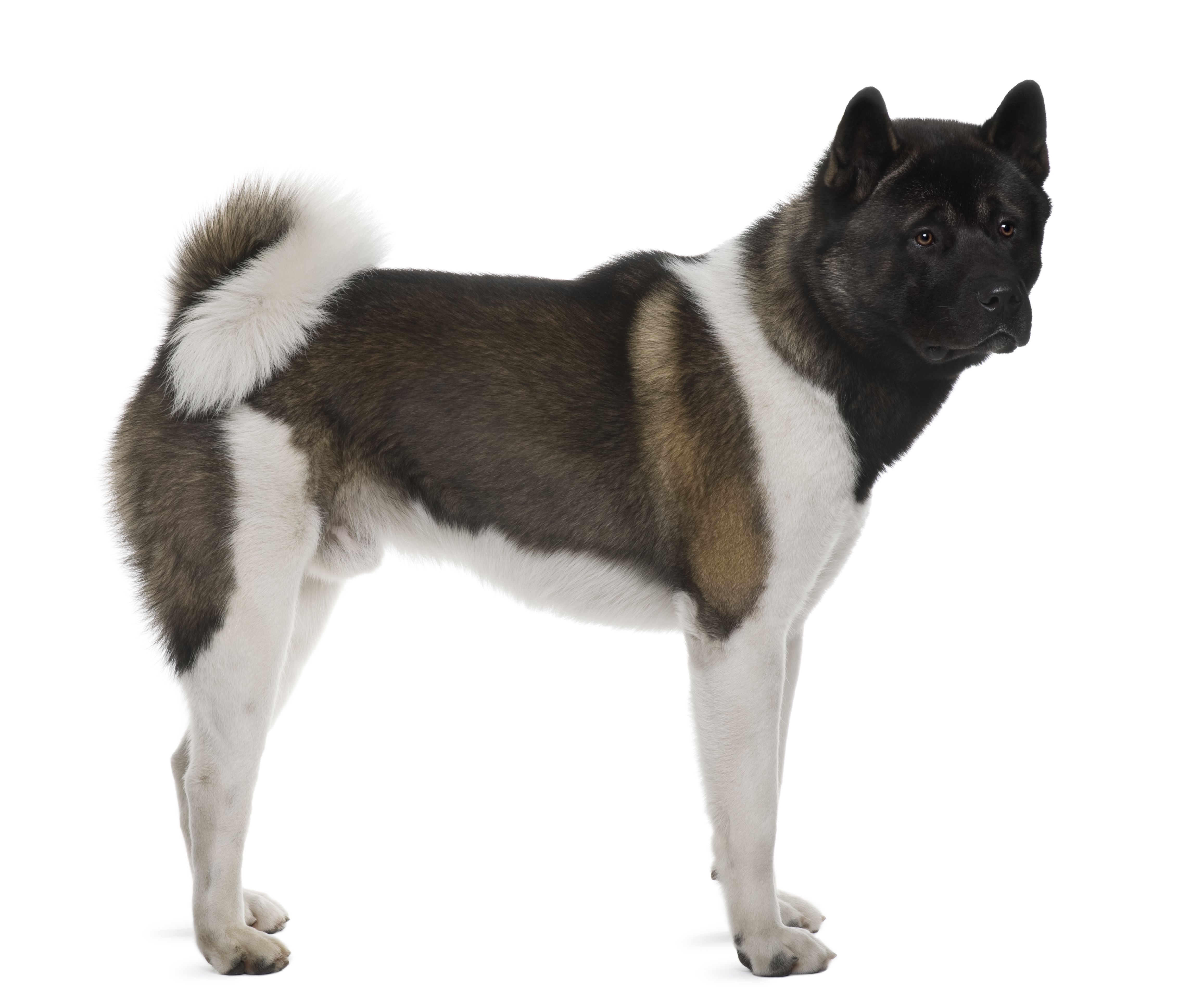 Akita Inu