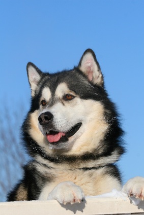 Malamute d'Alaska