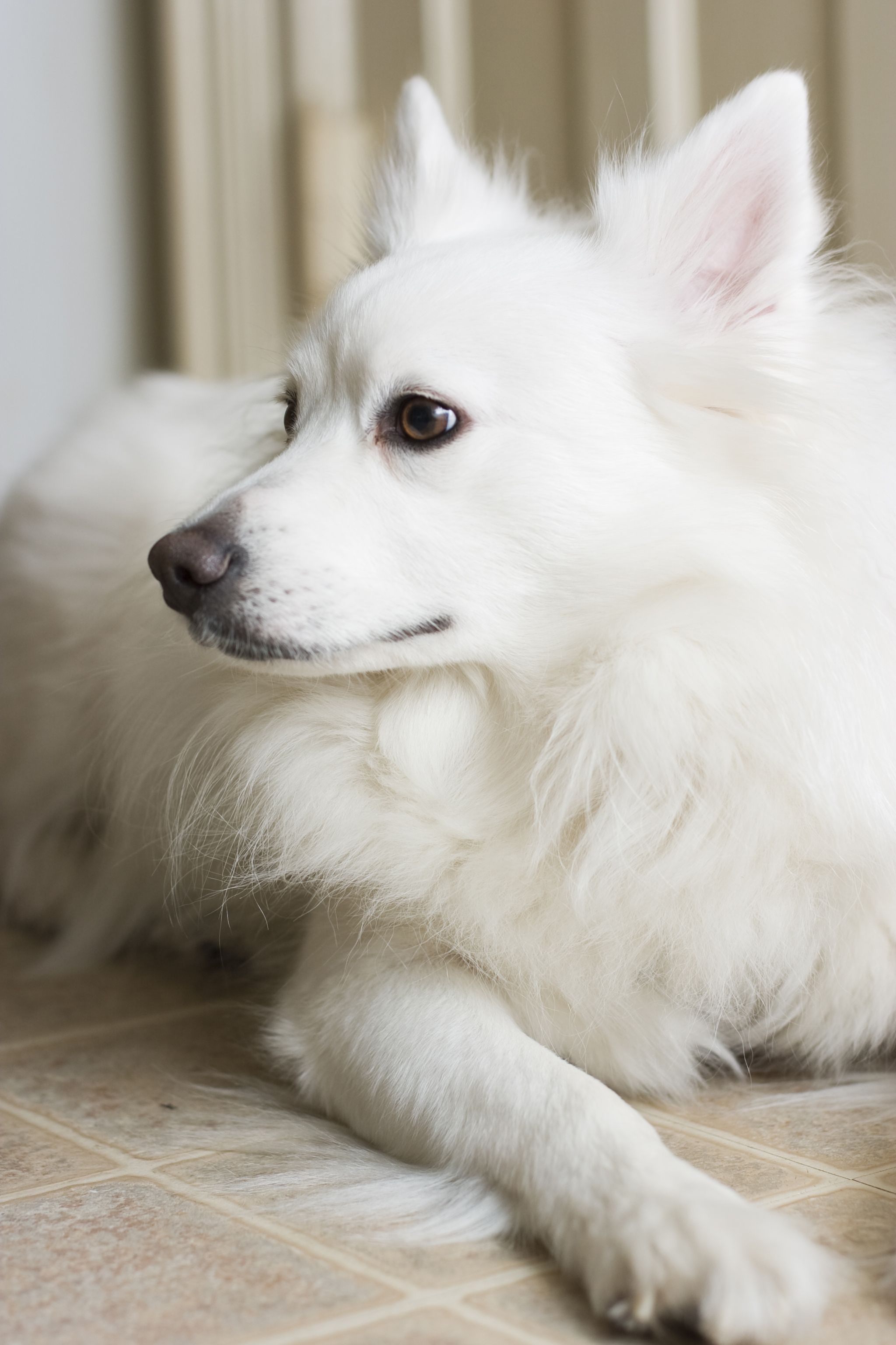 American Eskimo Dog