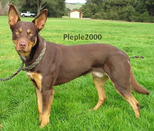 Australian Kelpie