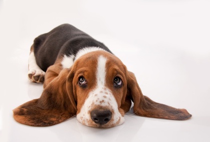 Basset Hound