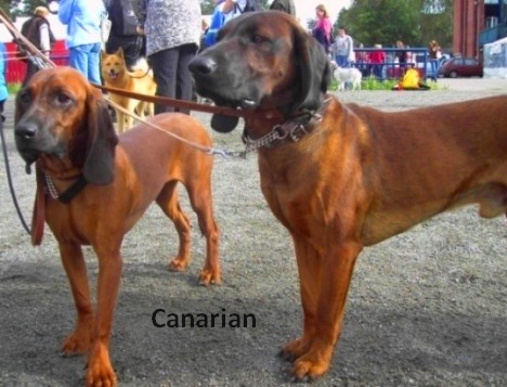 Bavarian Moutains Dog