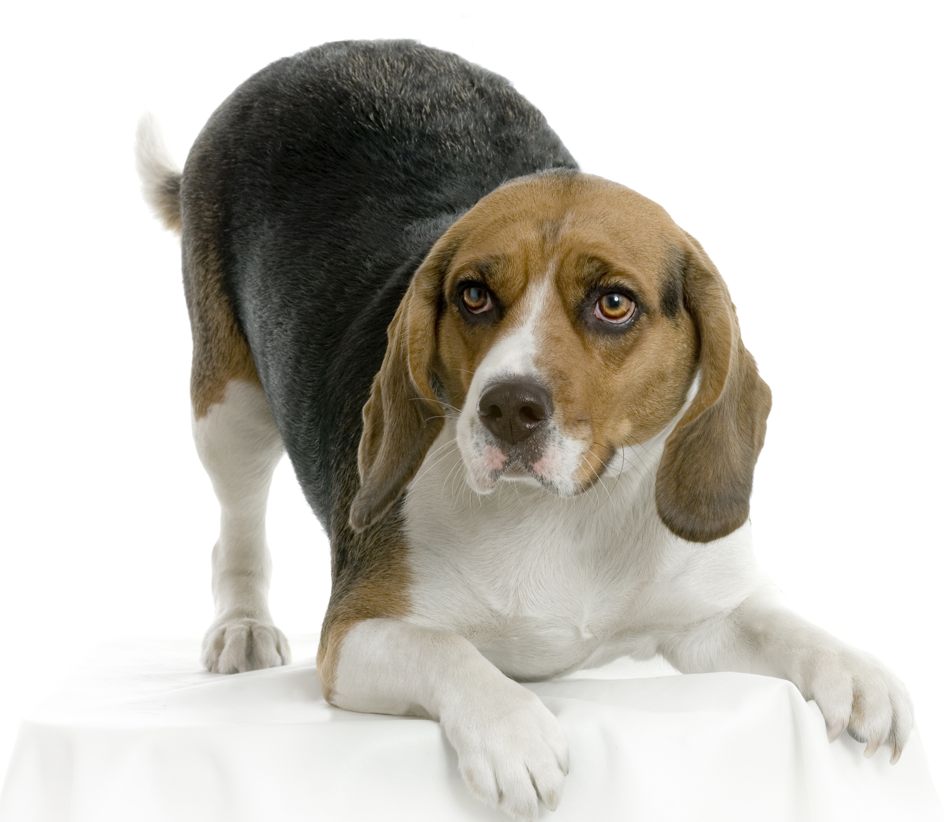 Beagle