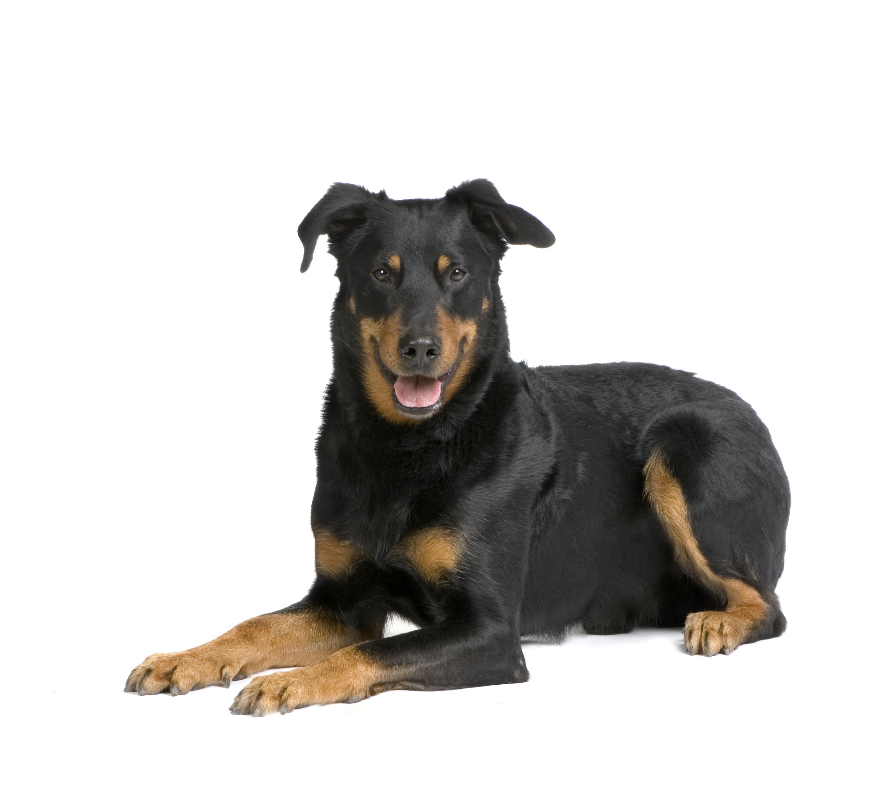Beauceron