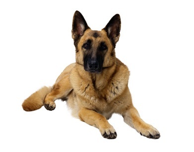 Berger Allemand