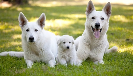 Berger Blanc Suisse