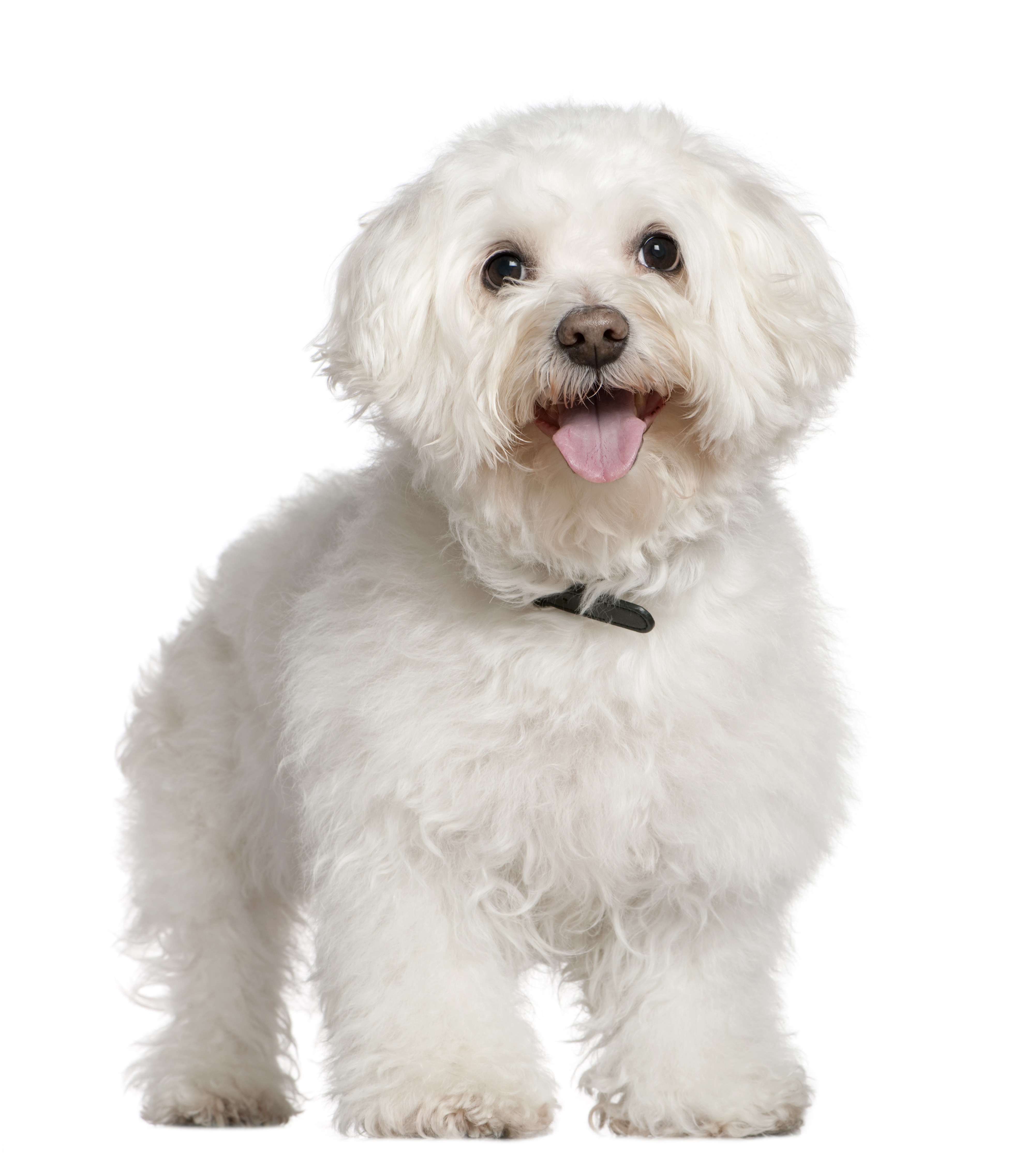 Bichon Frisé