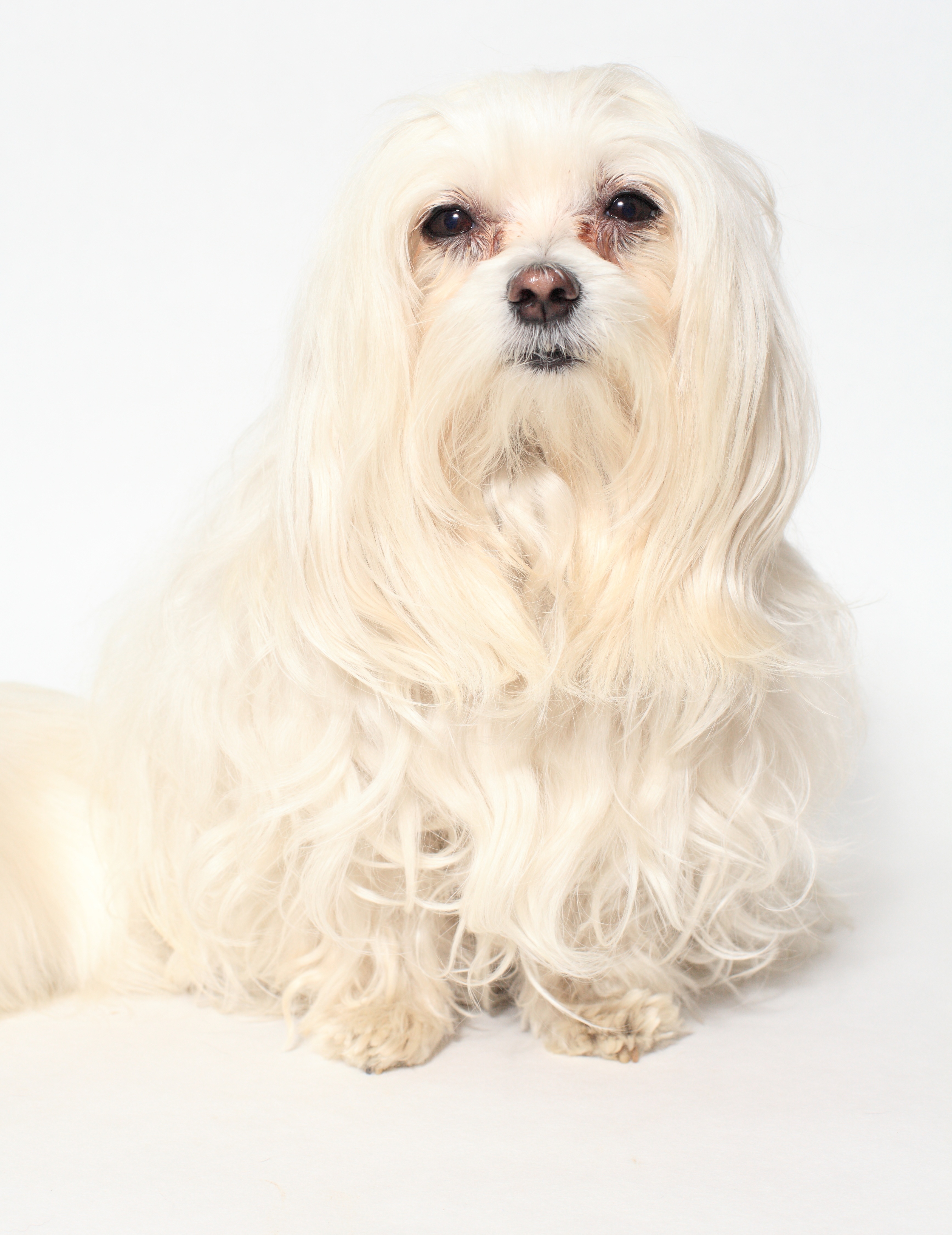 Bichon Maltais