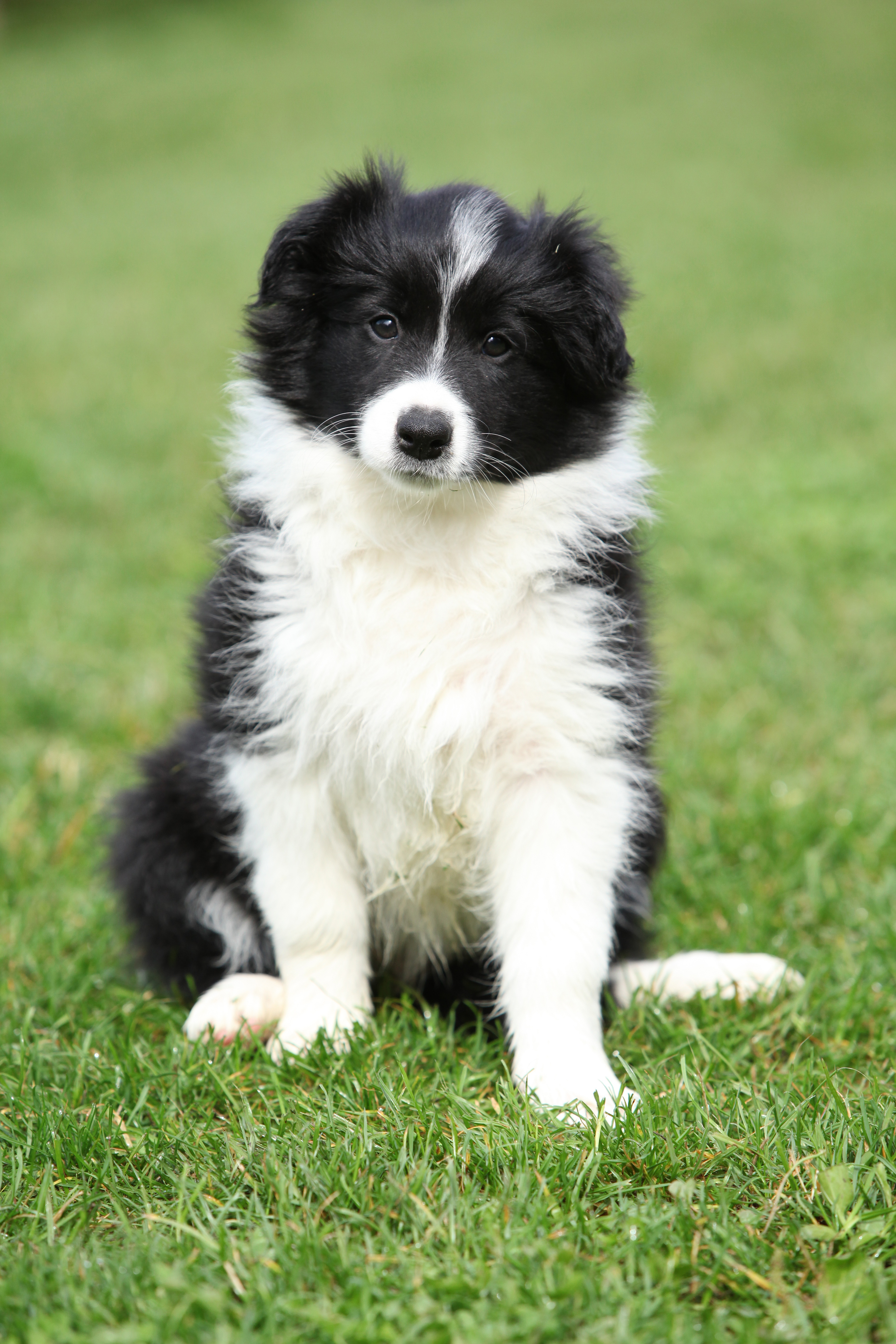 Border Collie
