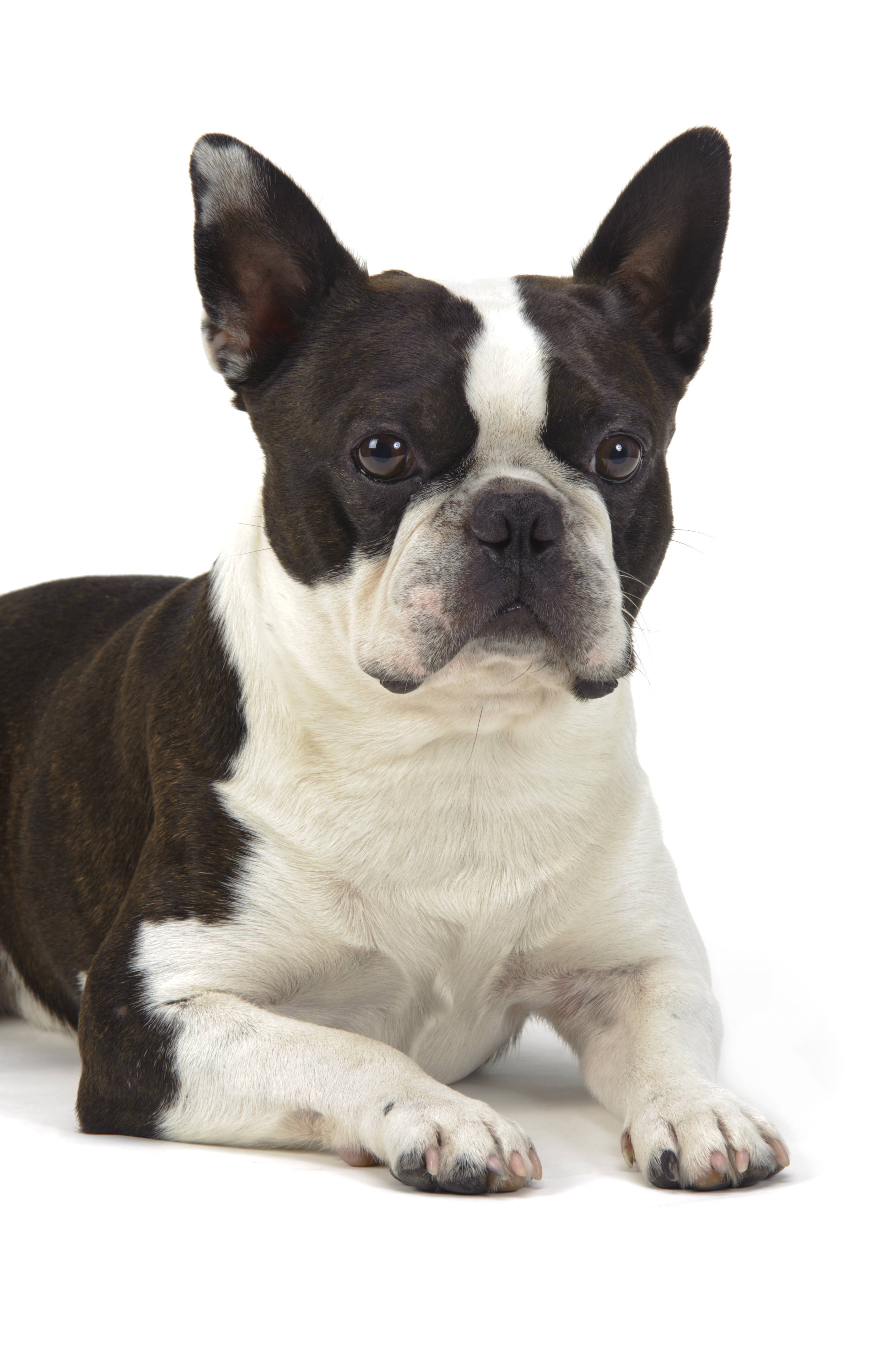 Boston Terrier