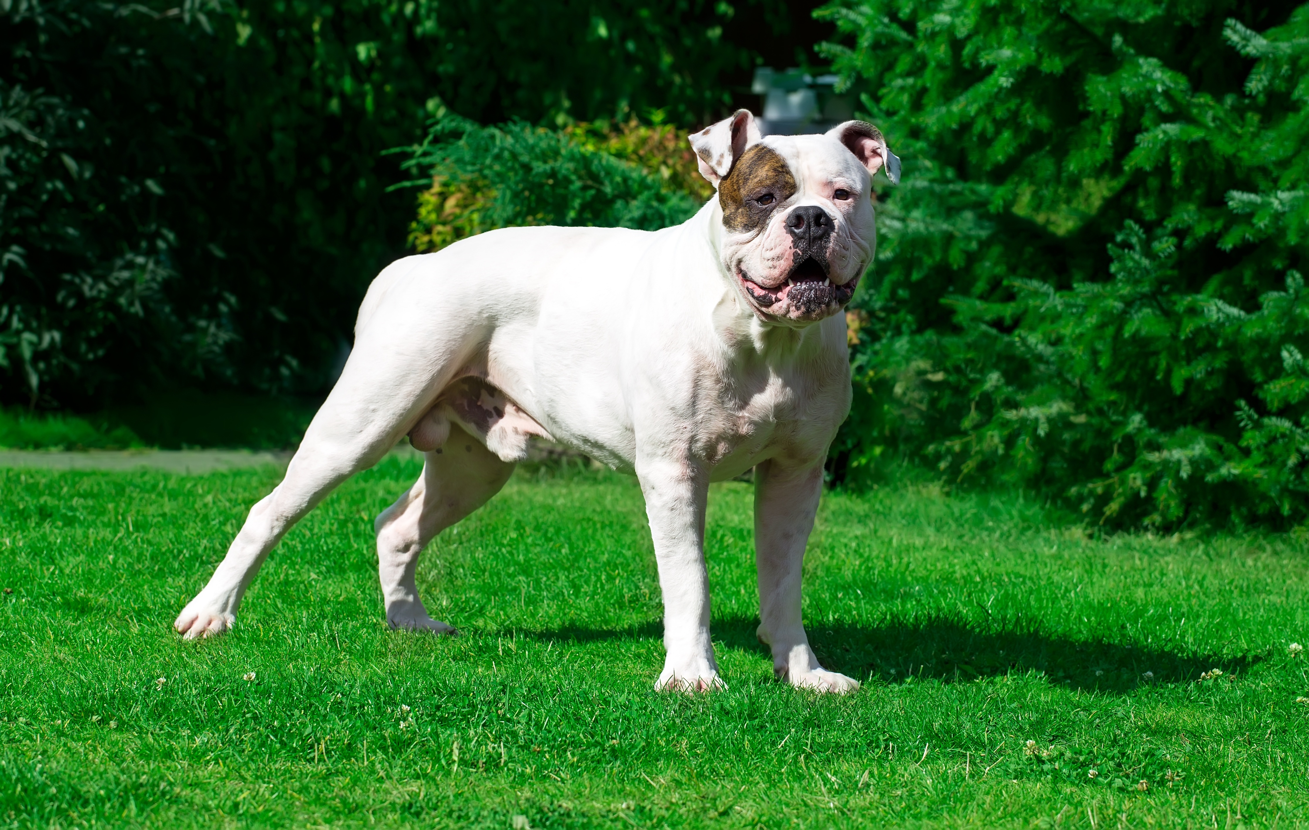 Bouledogue Américain 