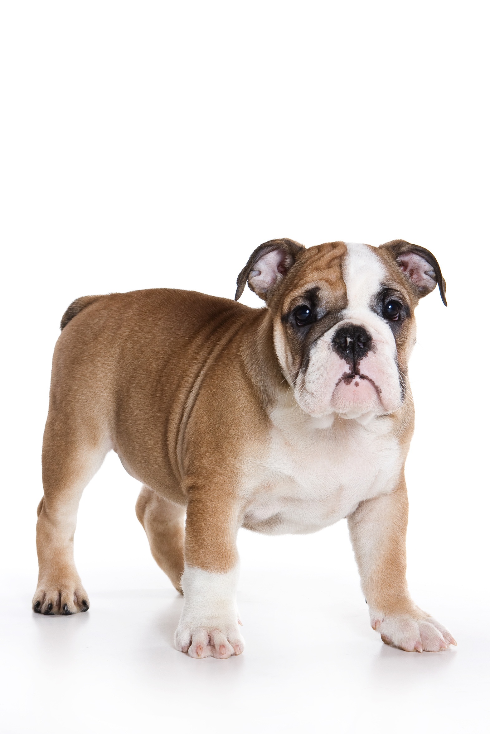 Bouledogue Anglais