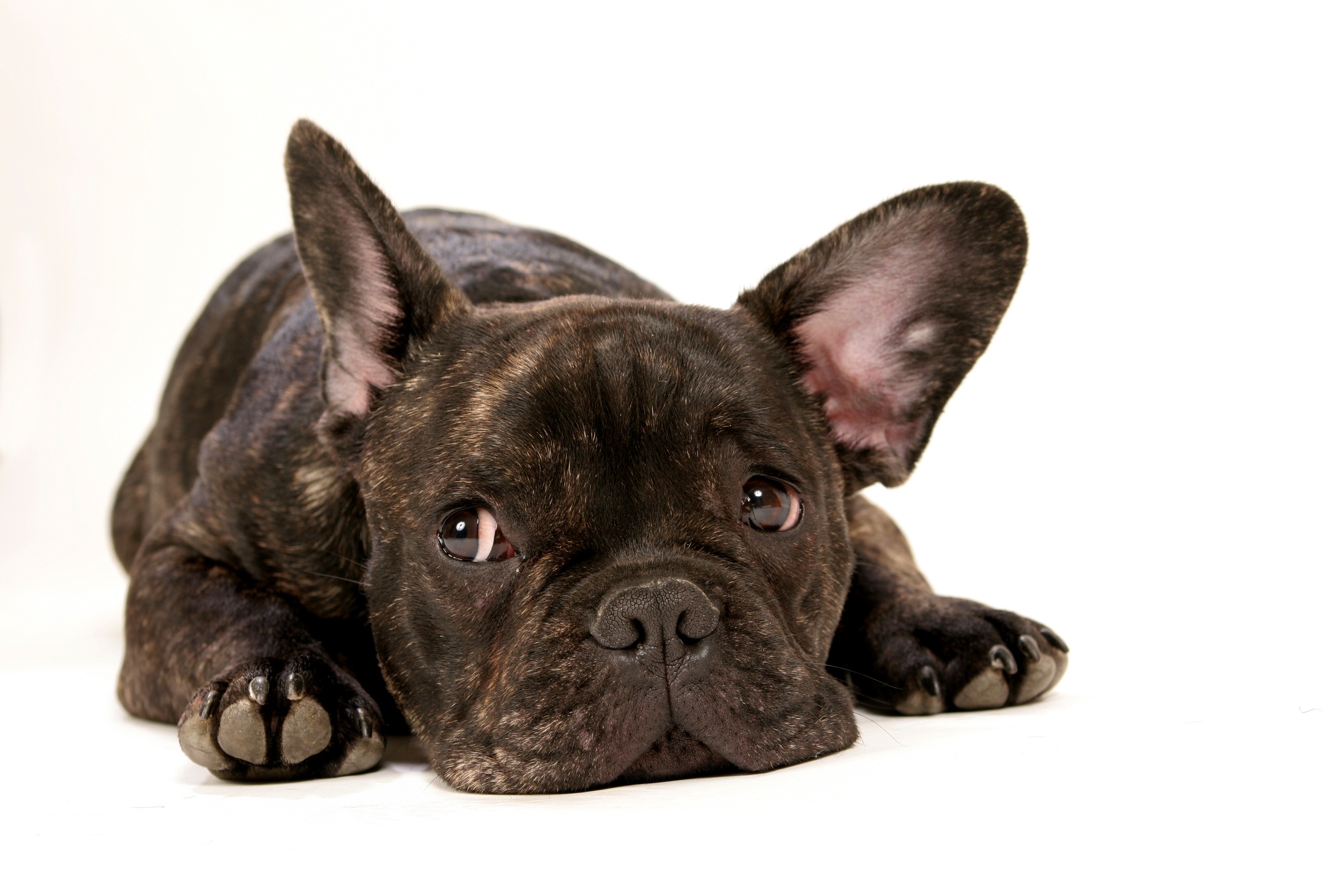 Bouledogue Français