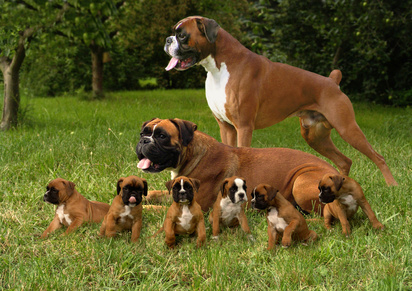 Boxer 