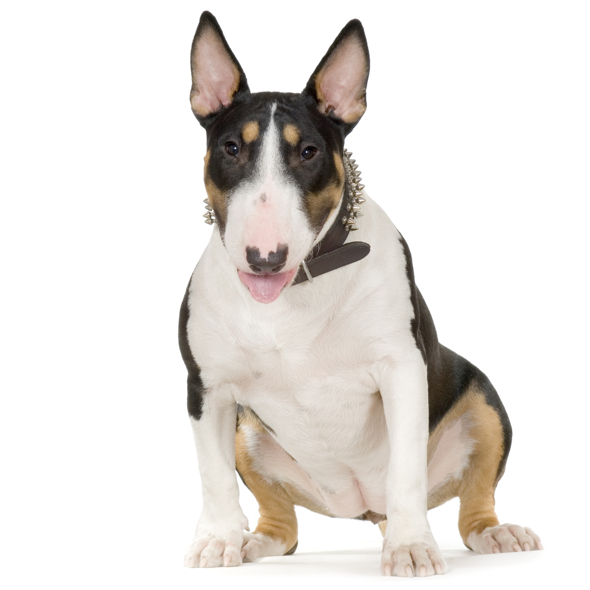 Bull Terrier