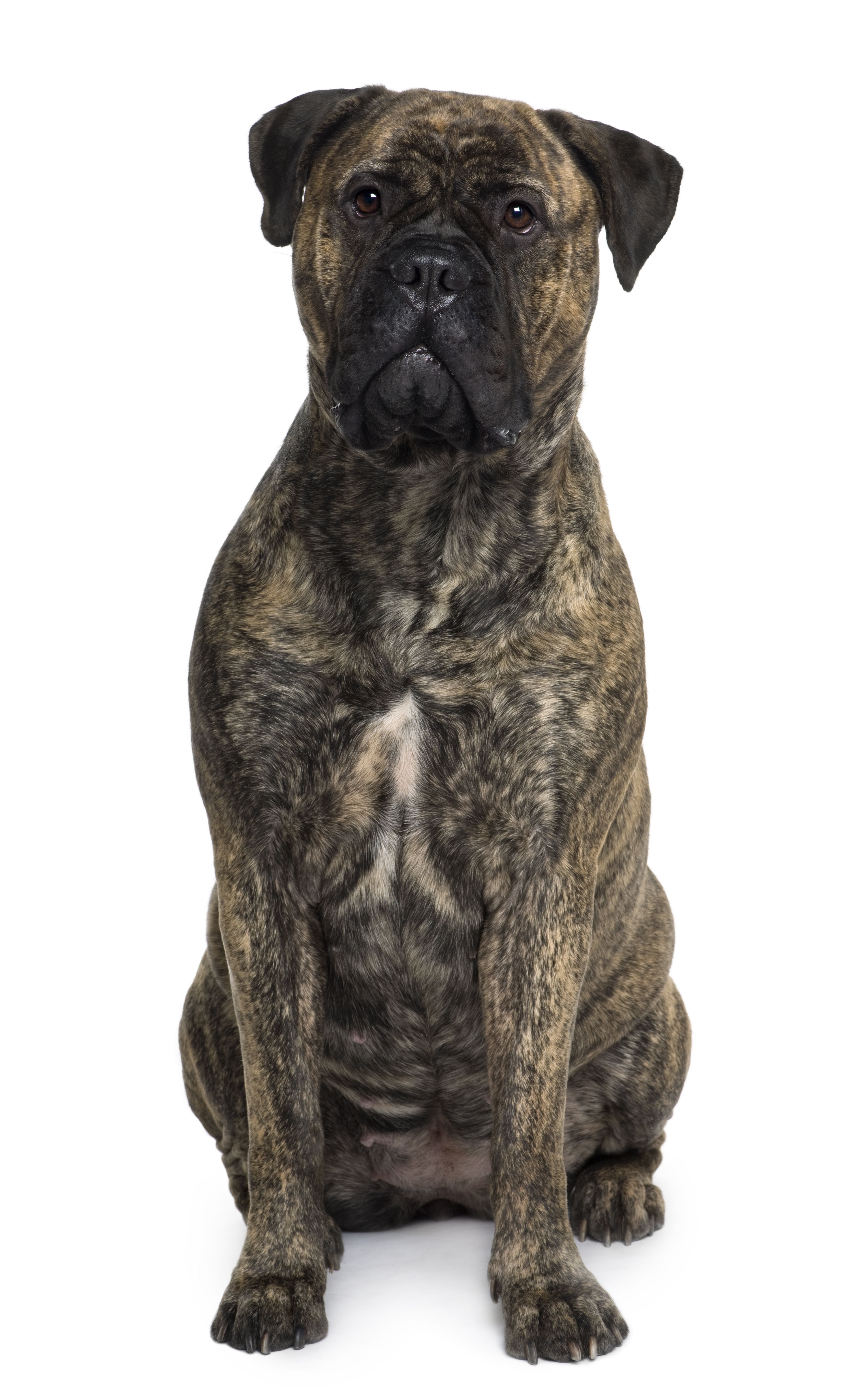 Bullmastiff