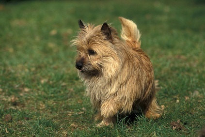 Cairn Terrier