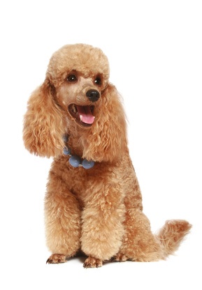 Caniche