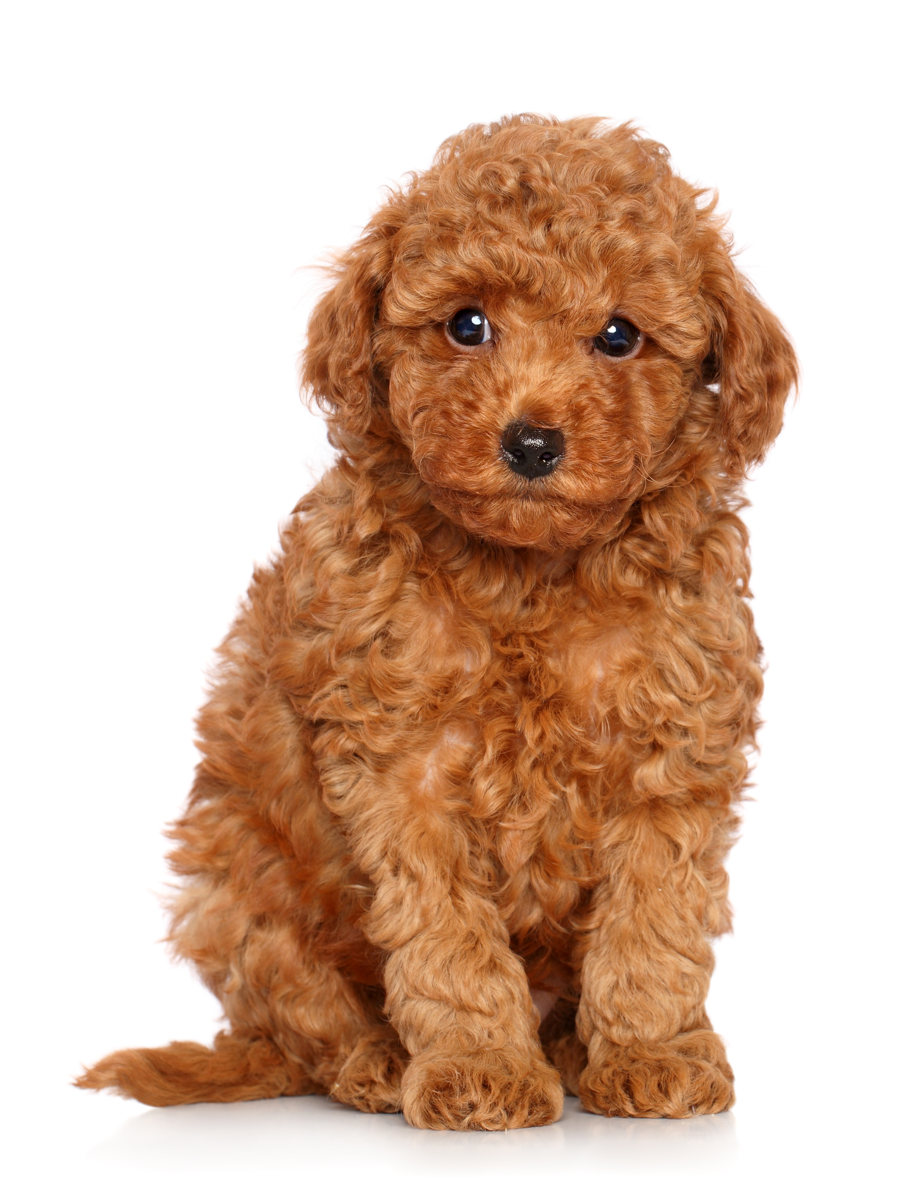 Caniche nain