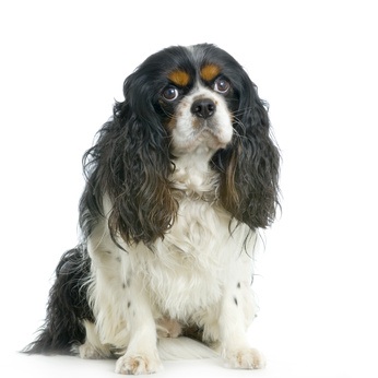 Cavalier King Charles