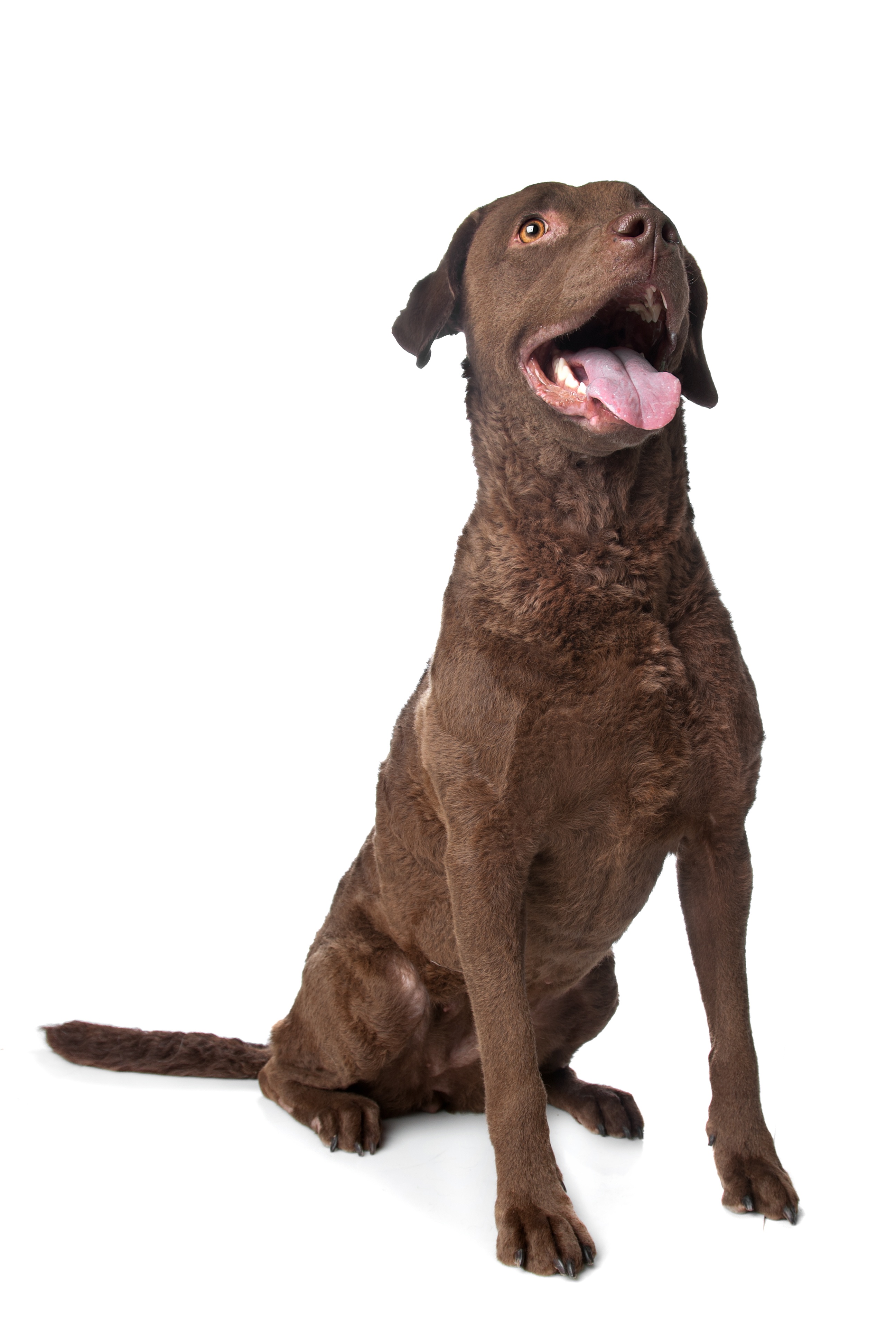 Chesapeake Bay Retriever