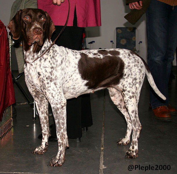 Gammel Dansk Hønsehund (Chien d'arrêt Danois Ancestral)