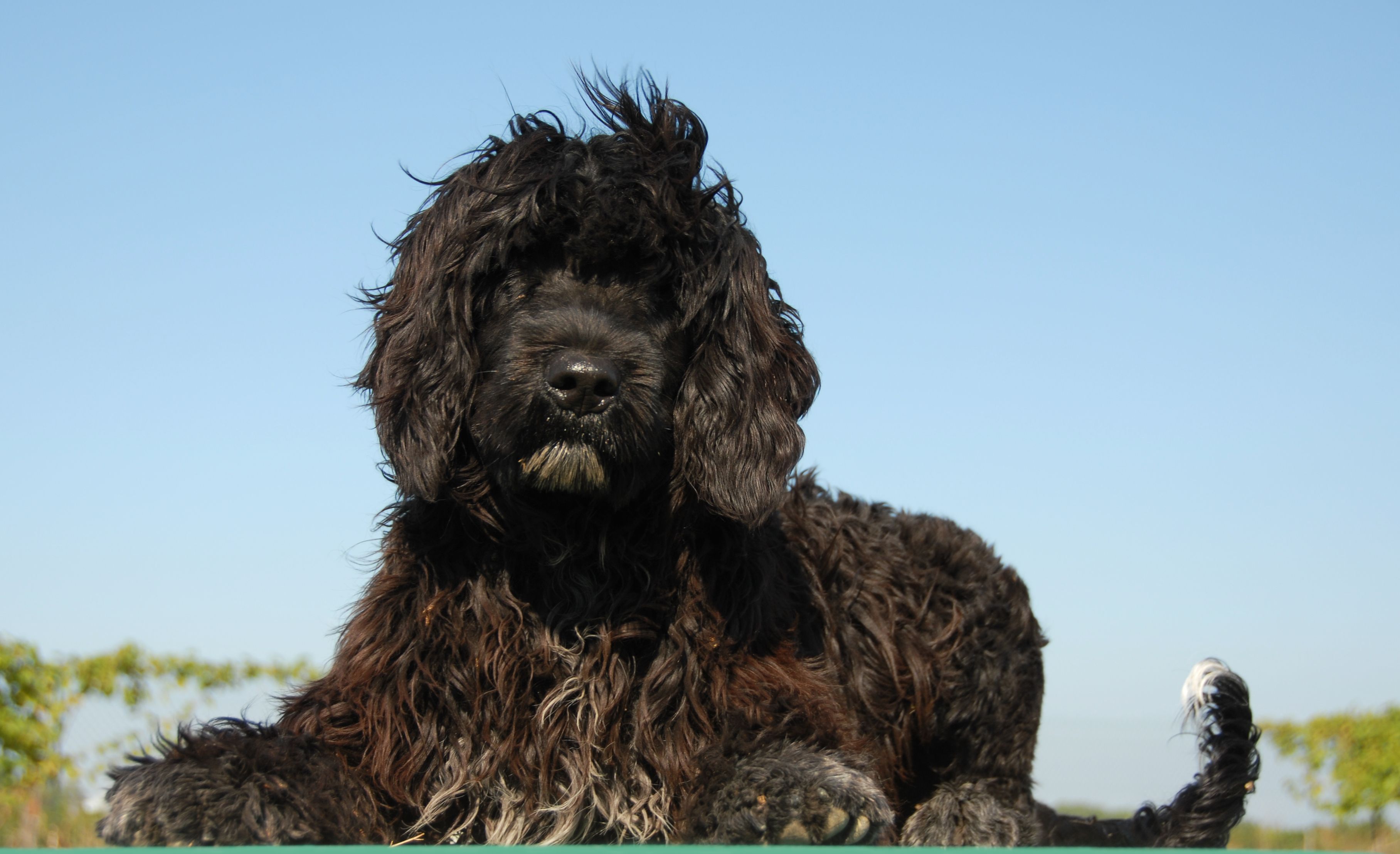 Chien d'eau Portugais