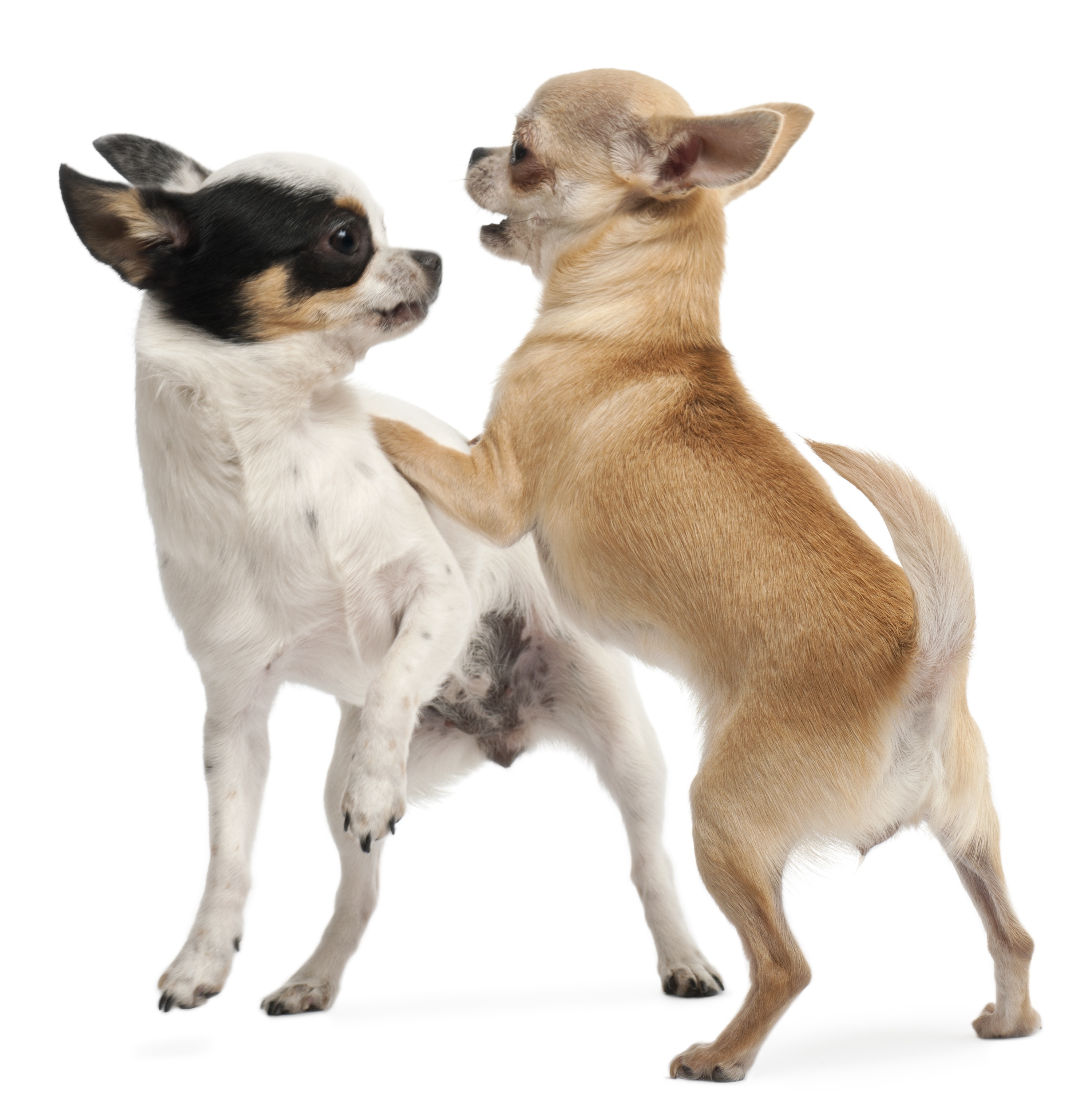 Chihuaha