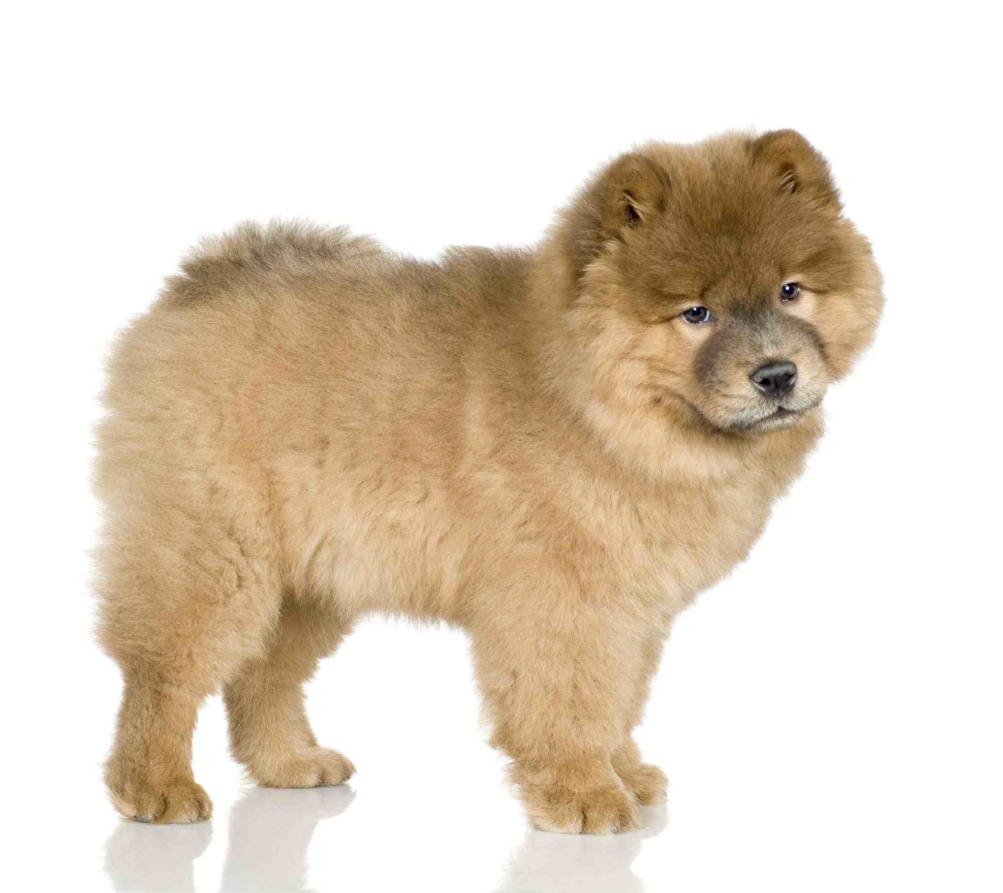 Chow-chow