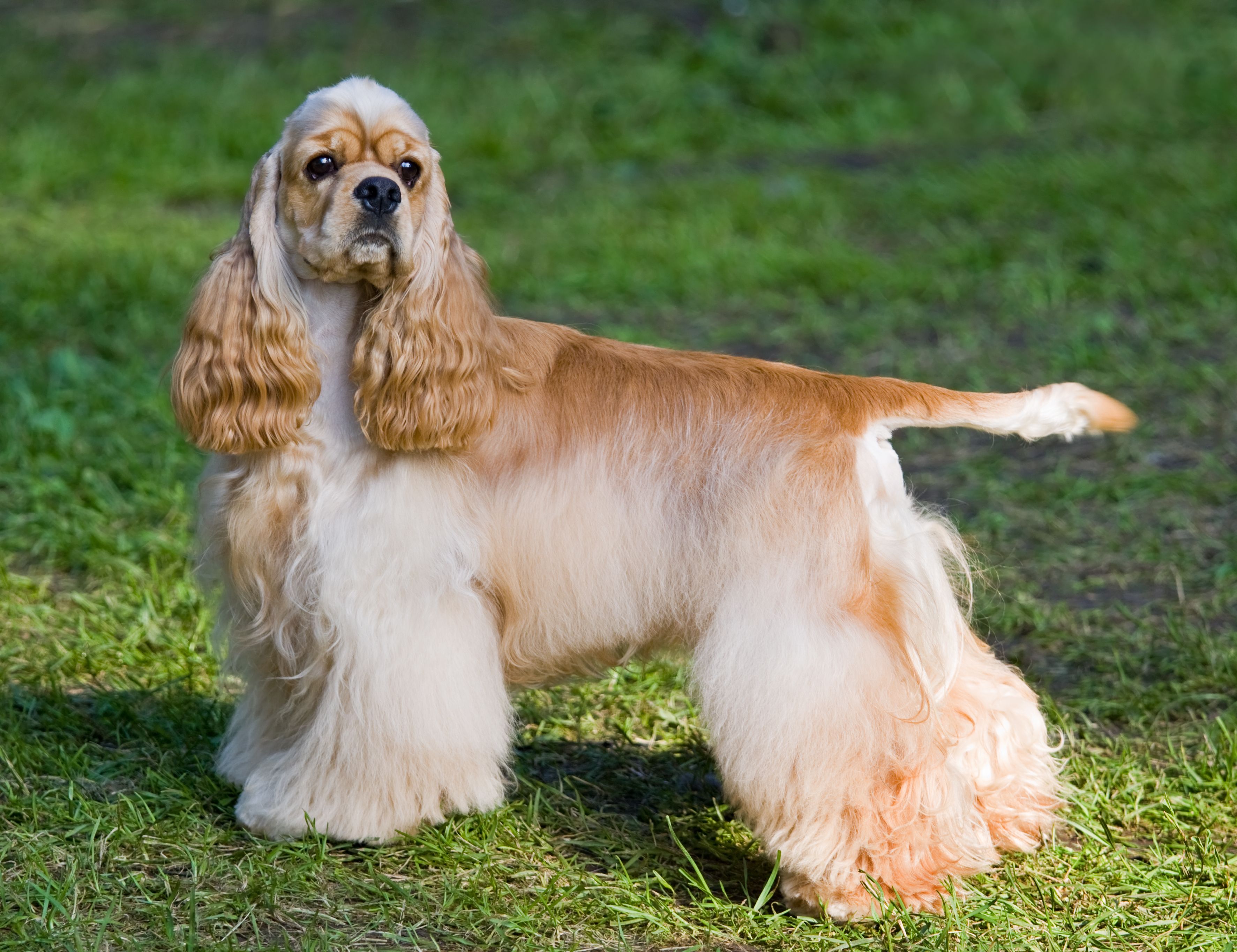 Cocker Americain