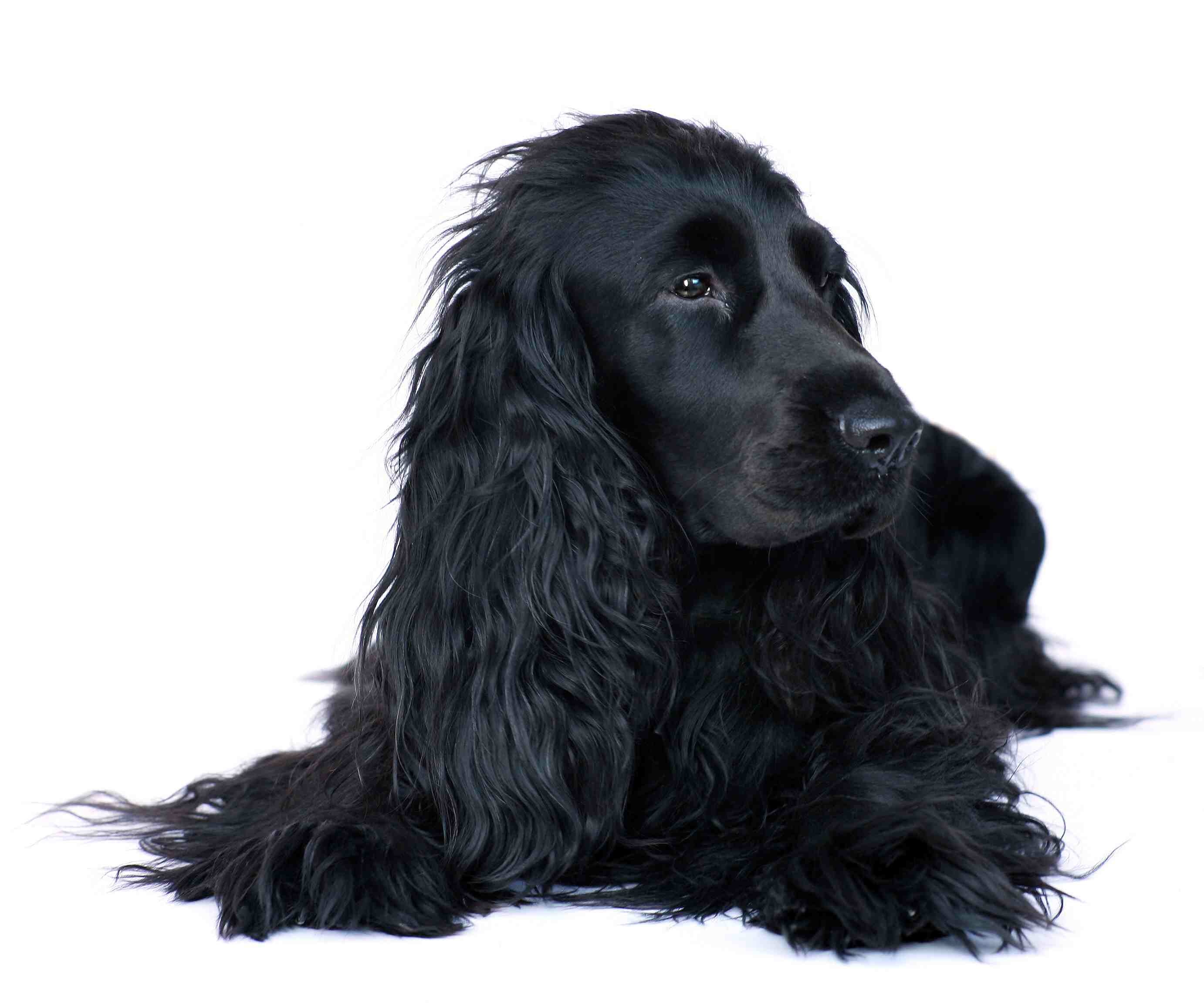 Cocker Spaniel