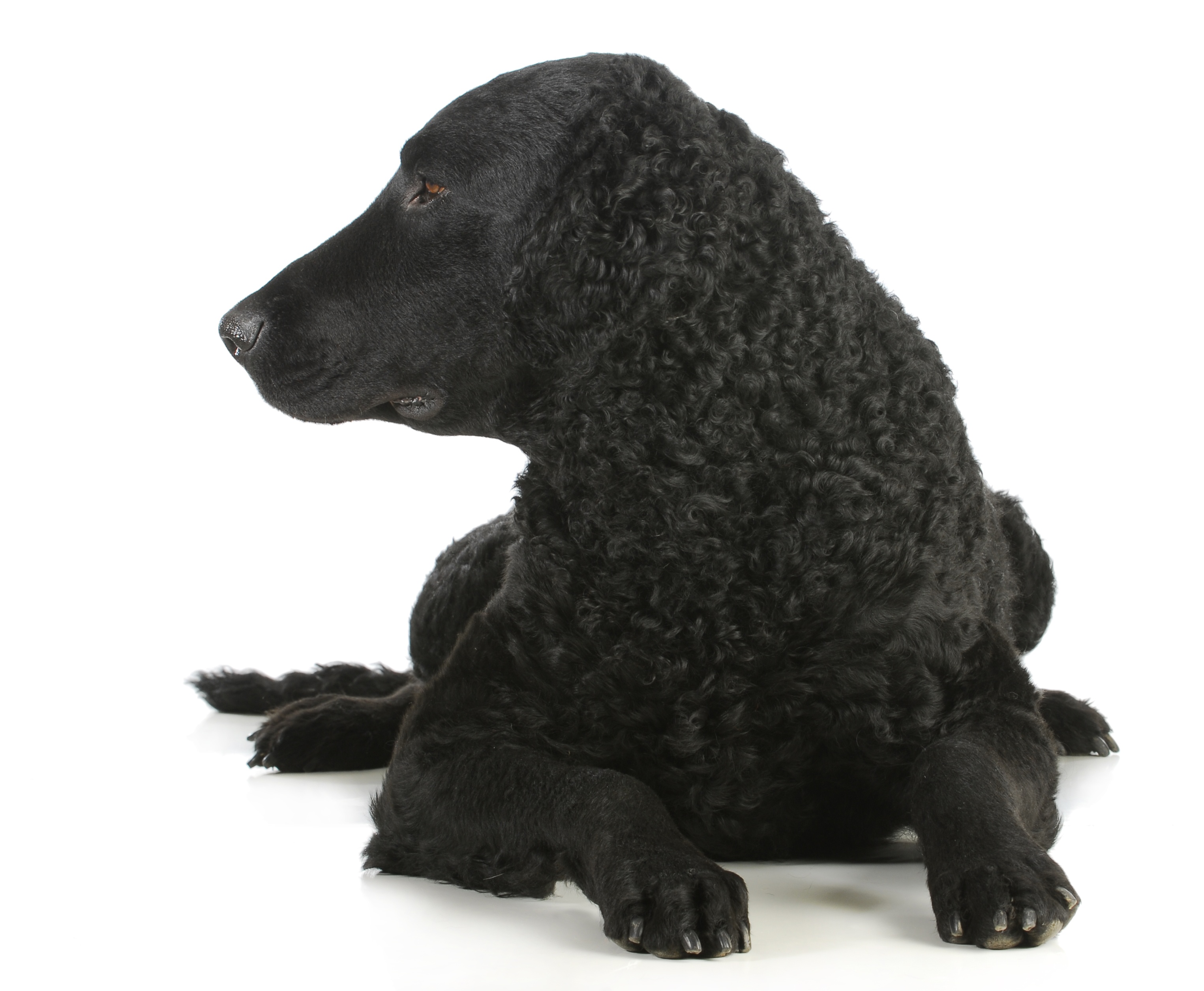 Curly Coated Retriever