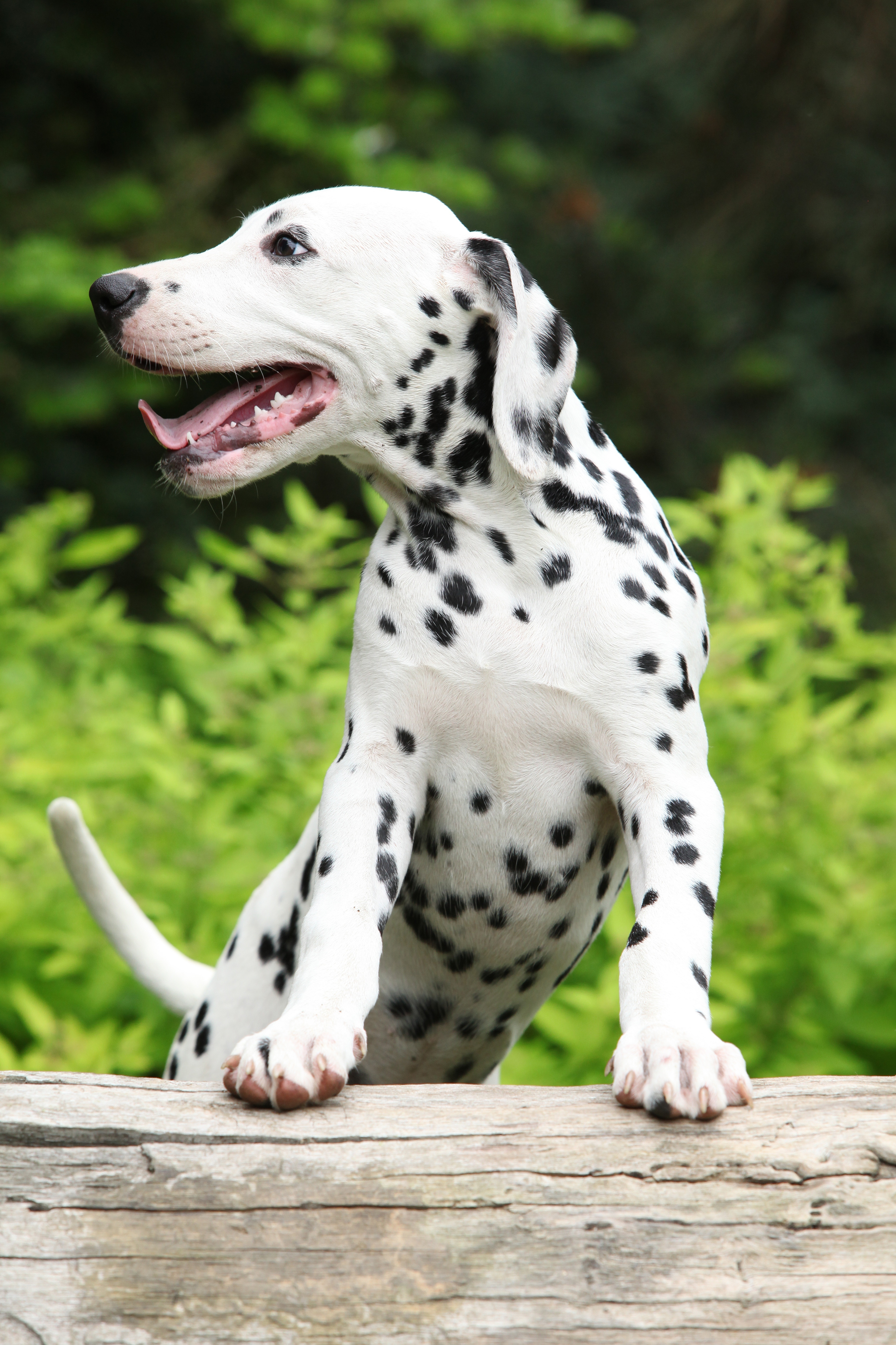Dalmatien