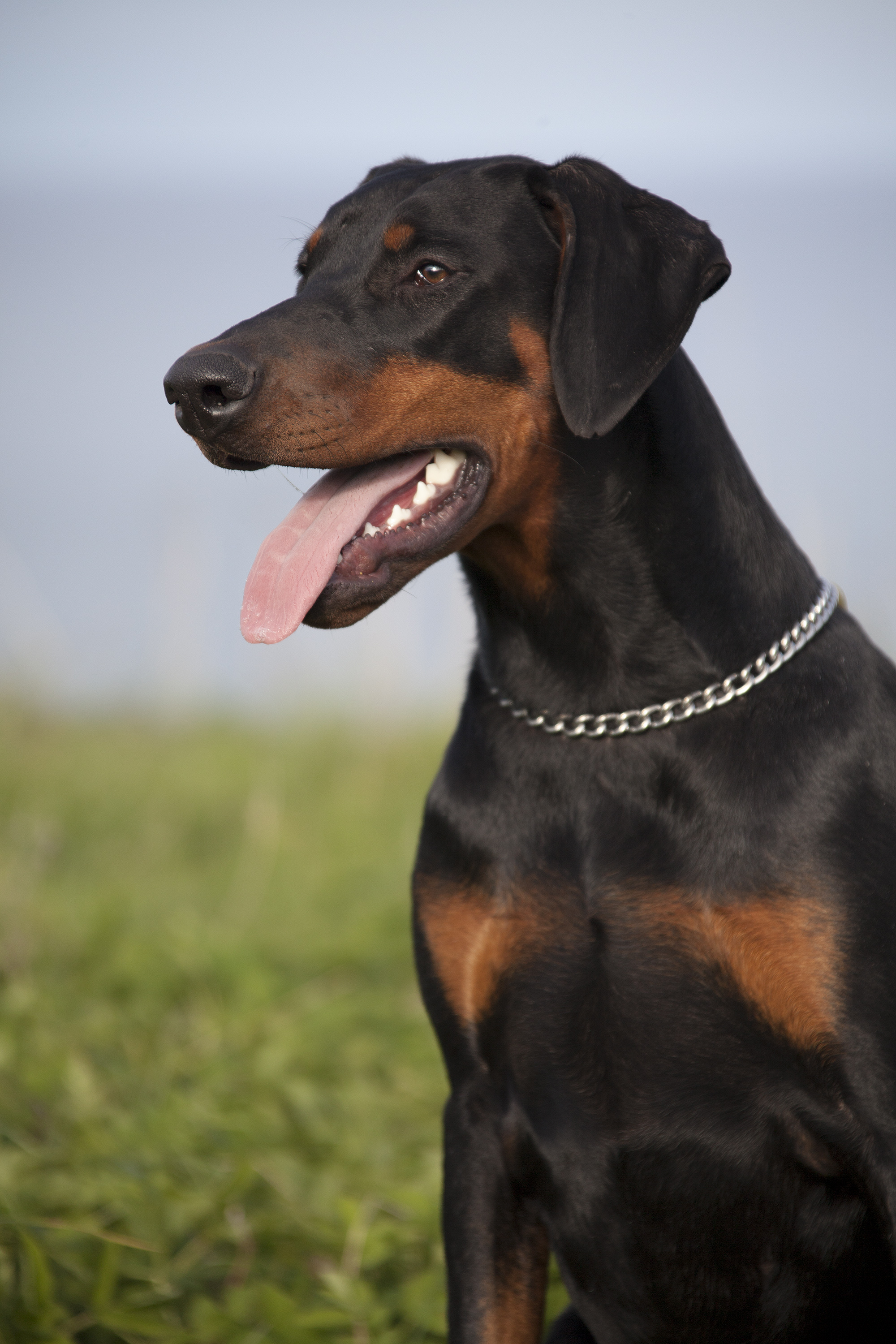 Doberman 