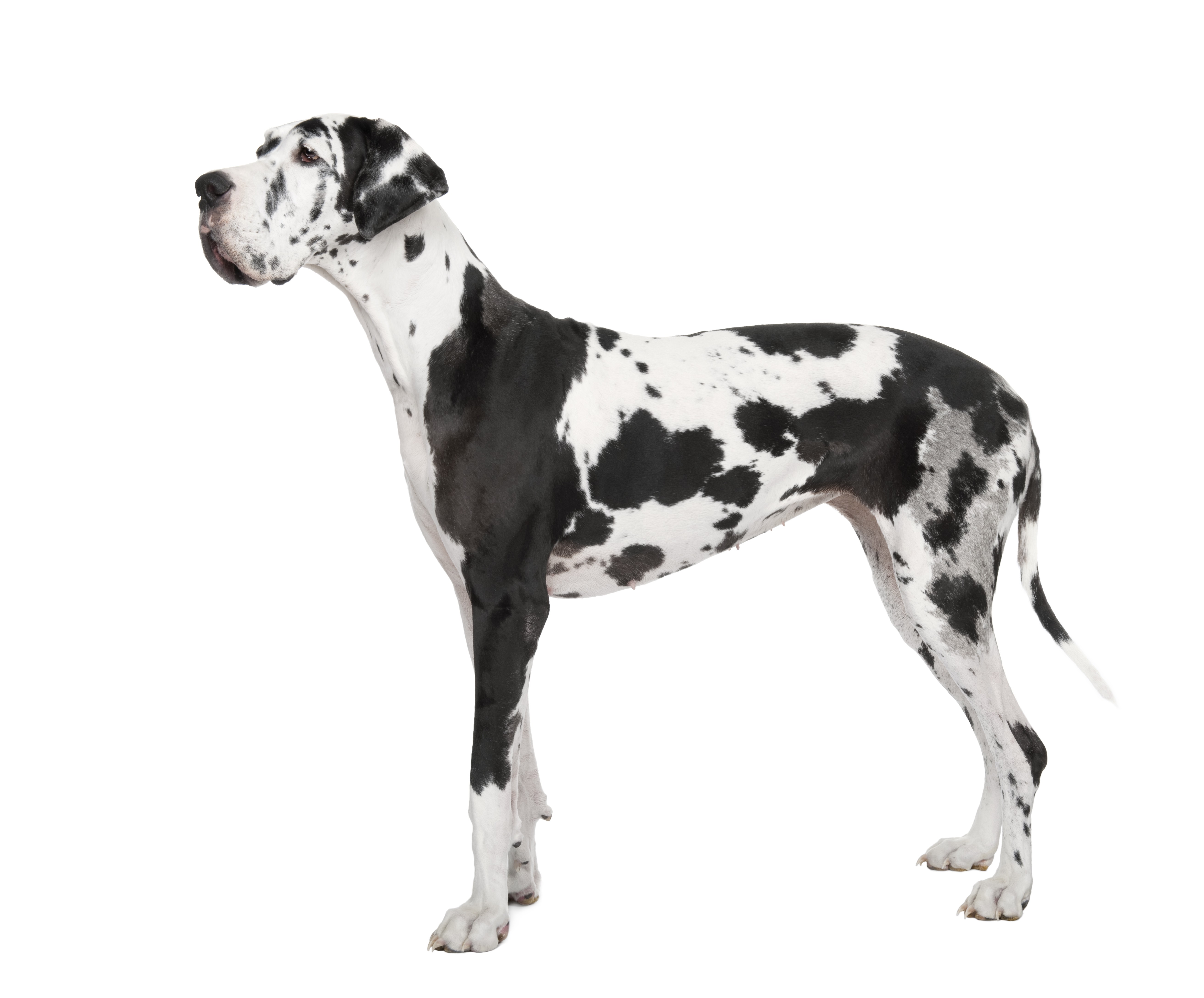 Myopathie Hereditaire Du Dogue Allemand Maladieshereditairesduchien Com