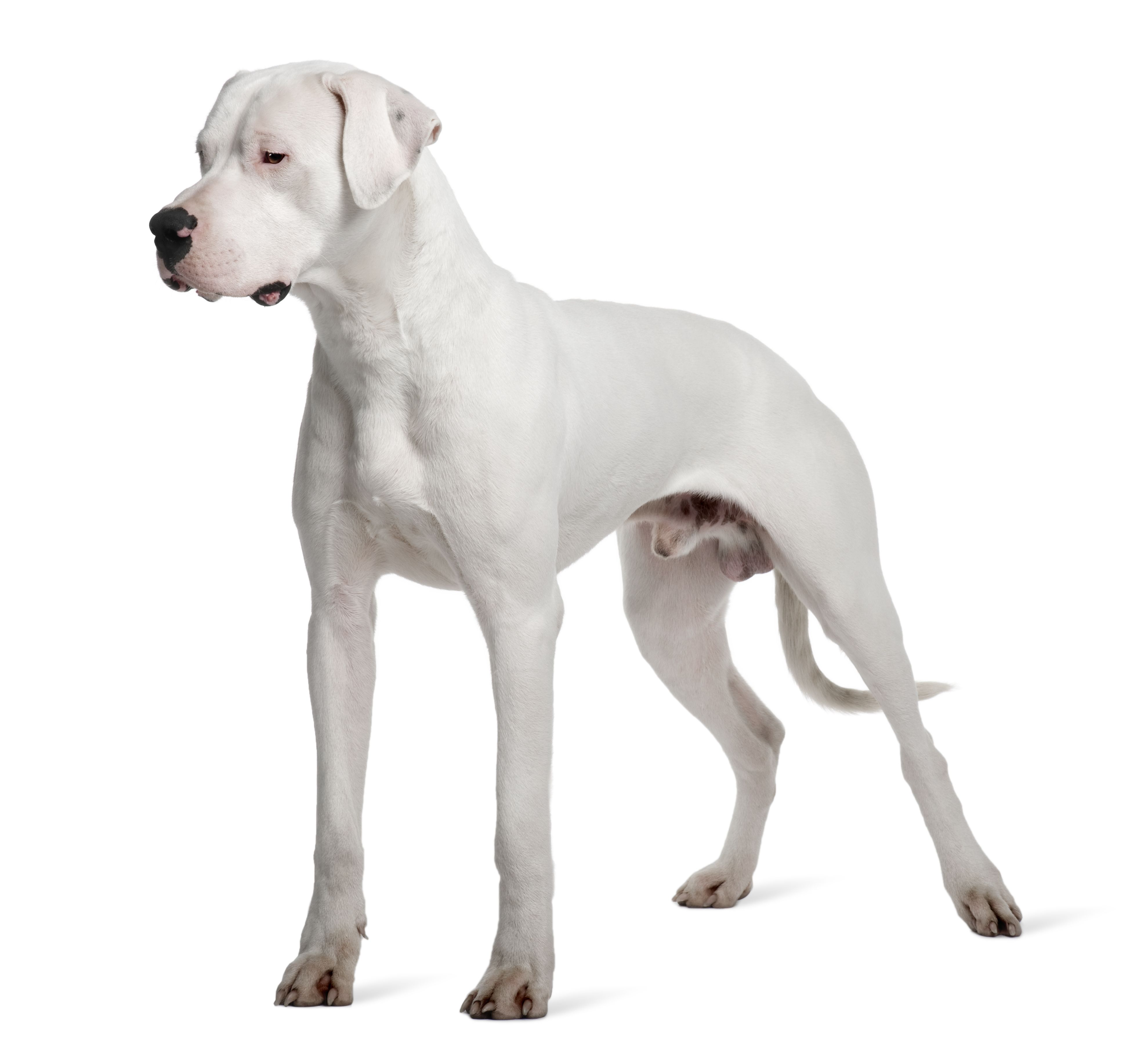Dogue Argentin