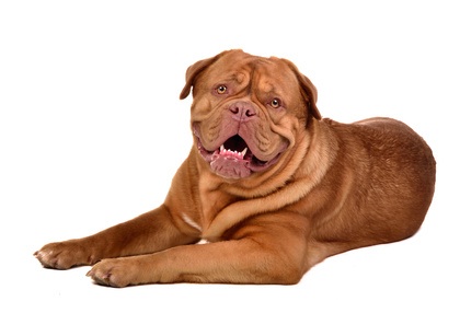 Dogue de Bordeaux