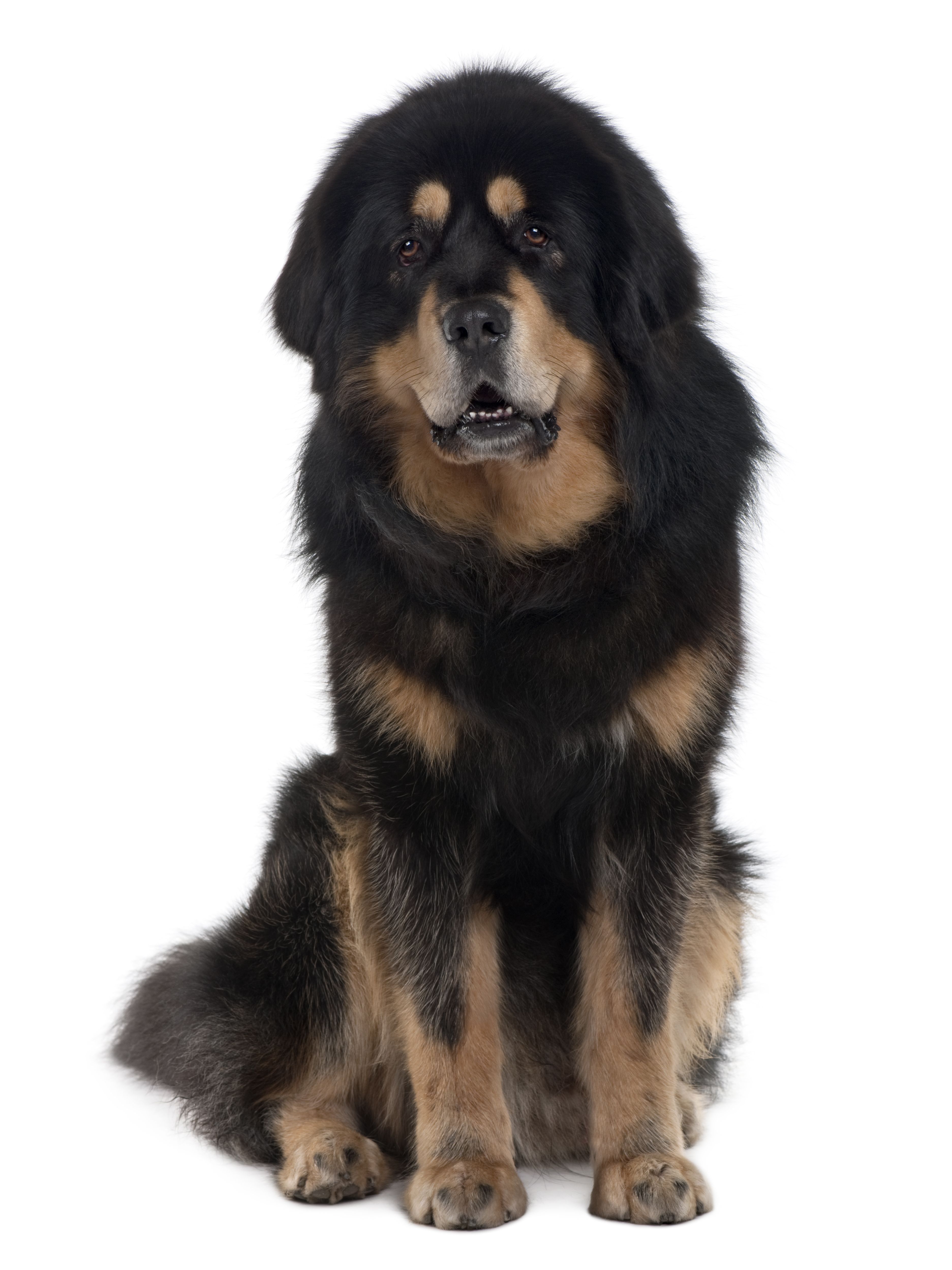 Dogue du Tibet