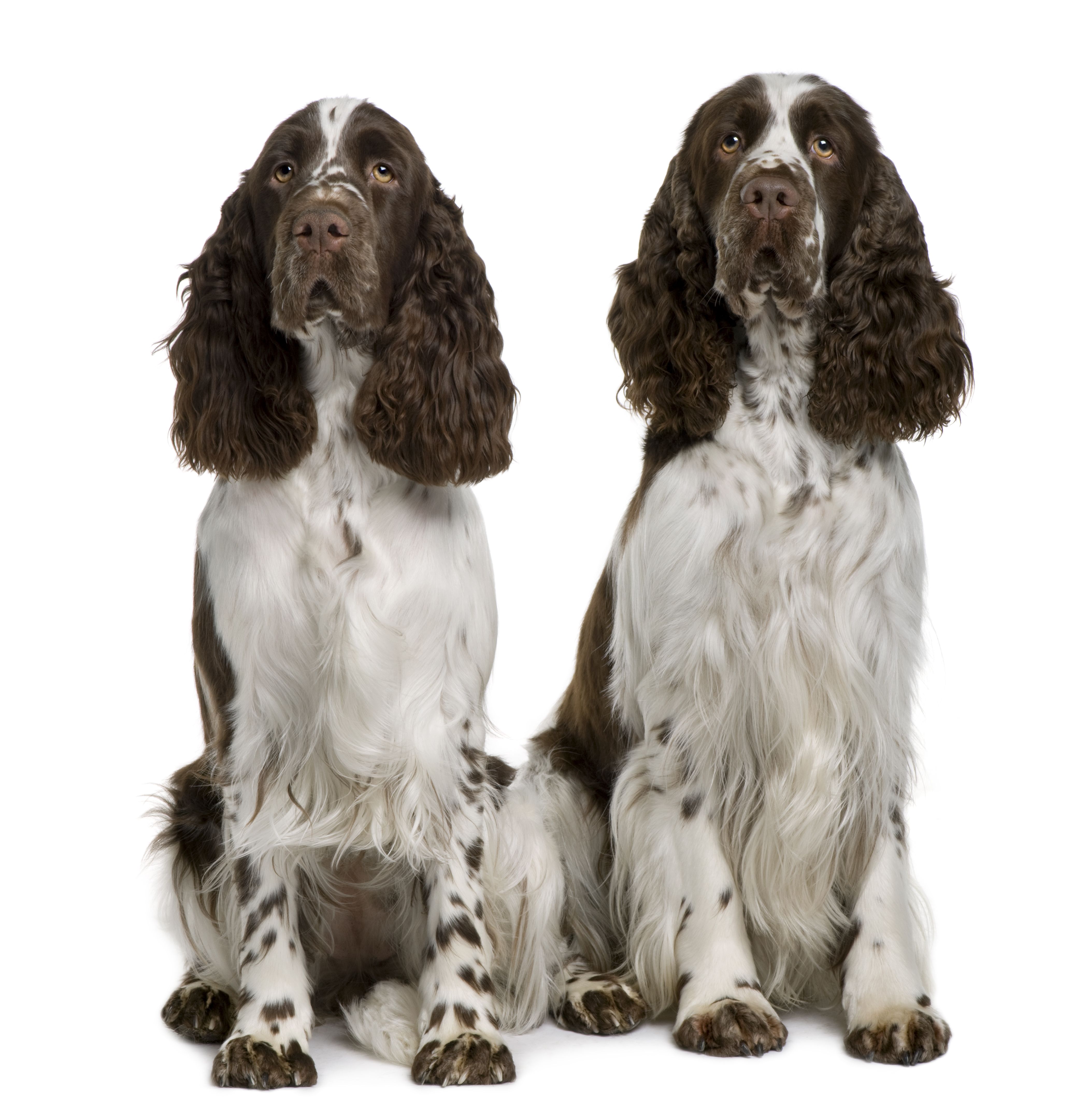 English Springer Spaniel