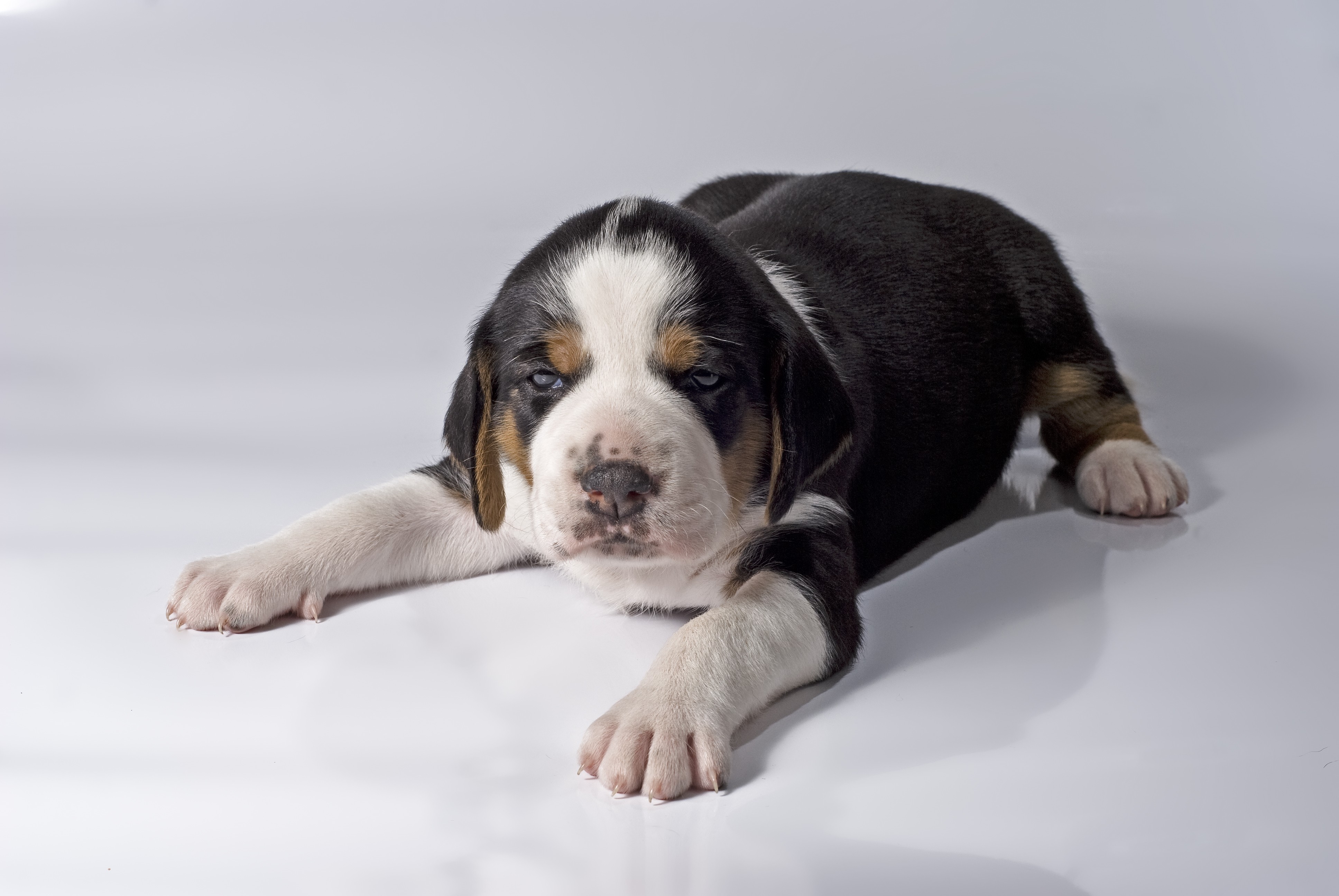 Finnish Hound