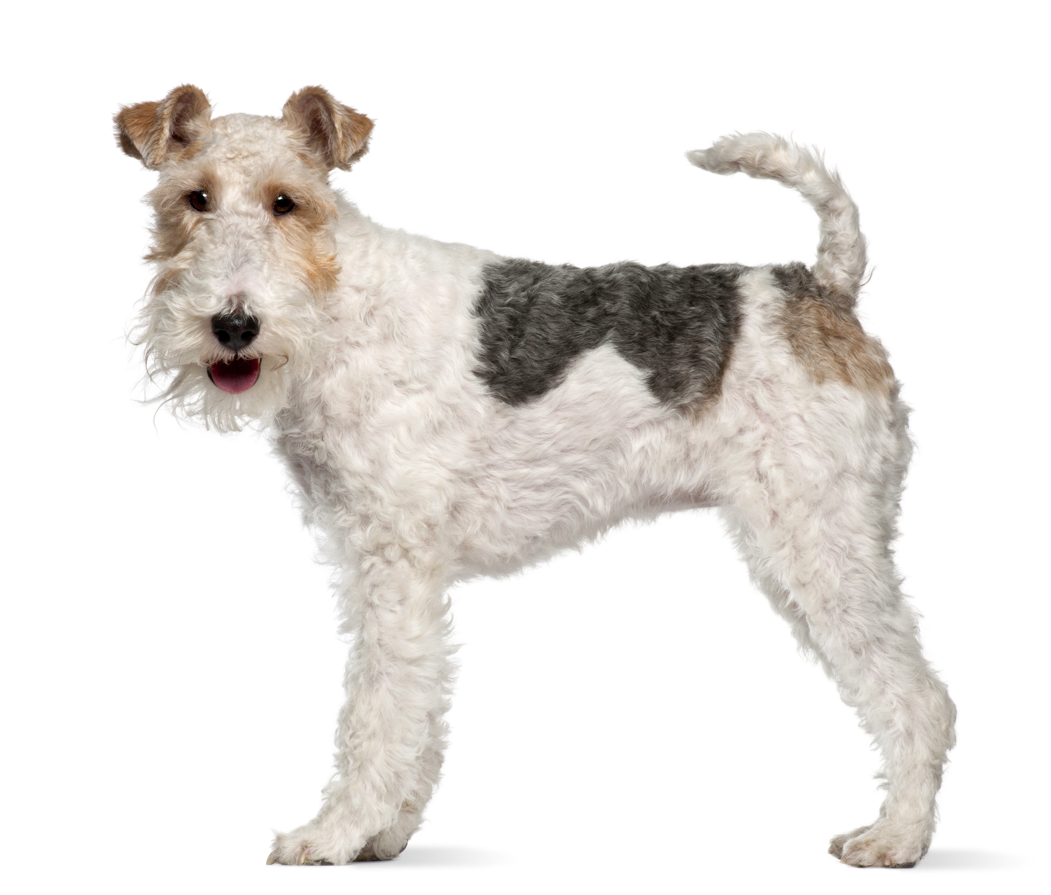 Fox Terrier à poil dur 
