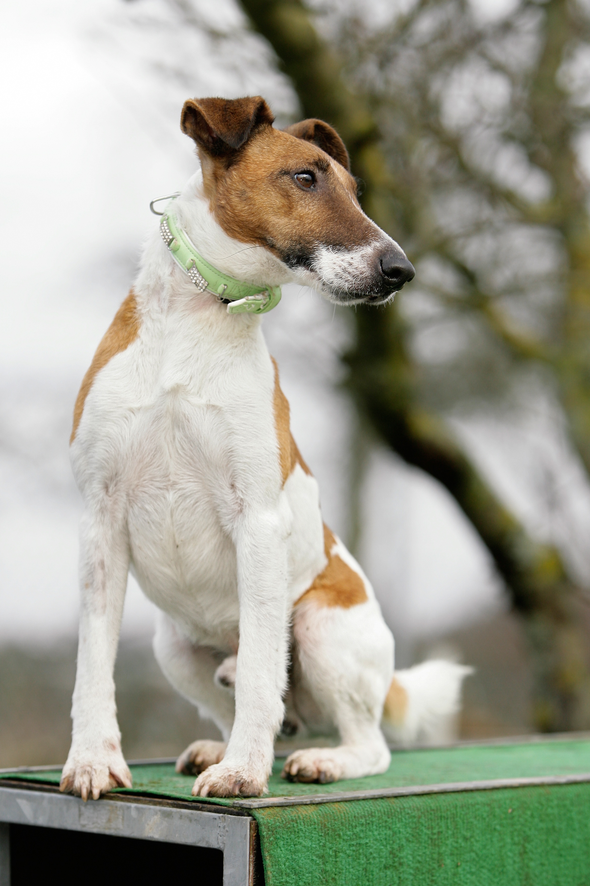 Fox Terrier à Poil Lisse