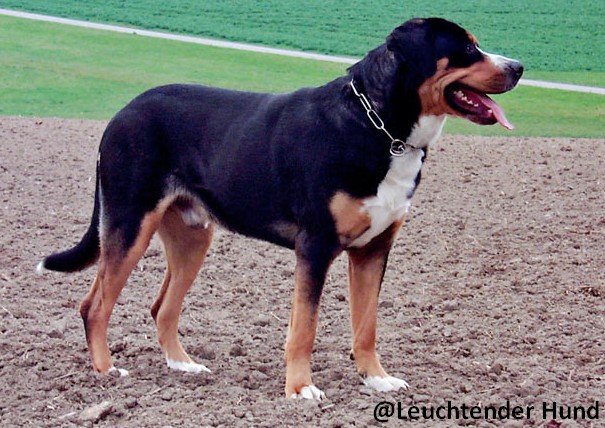 Grand Bouvier Suisse